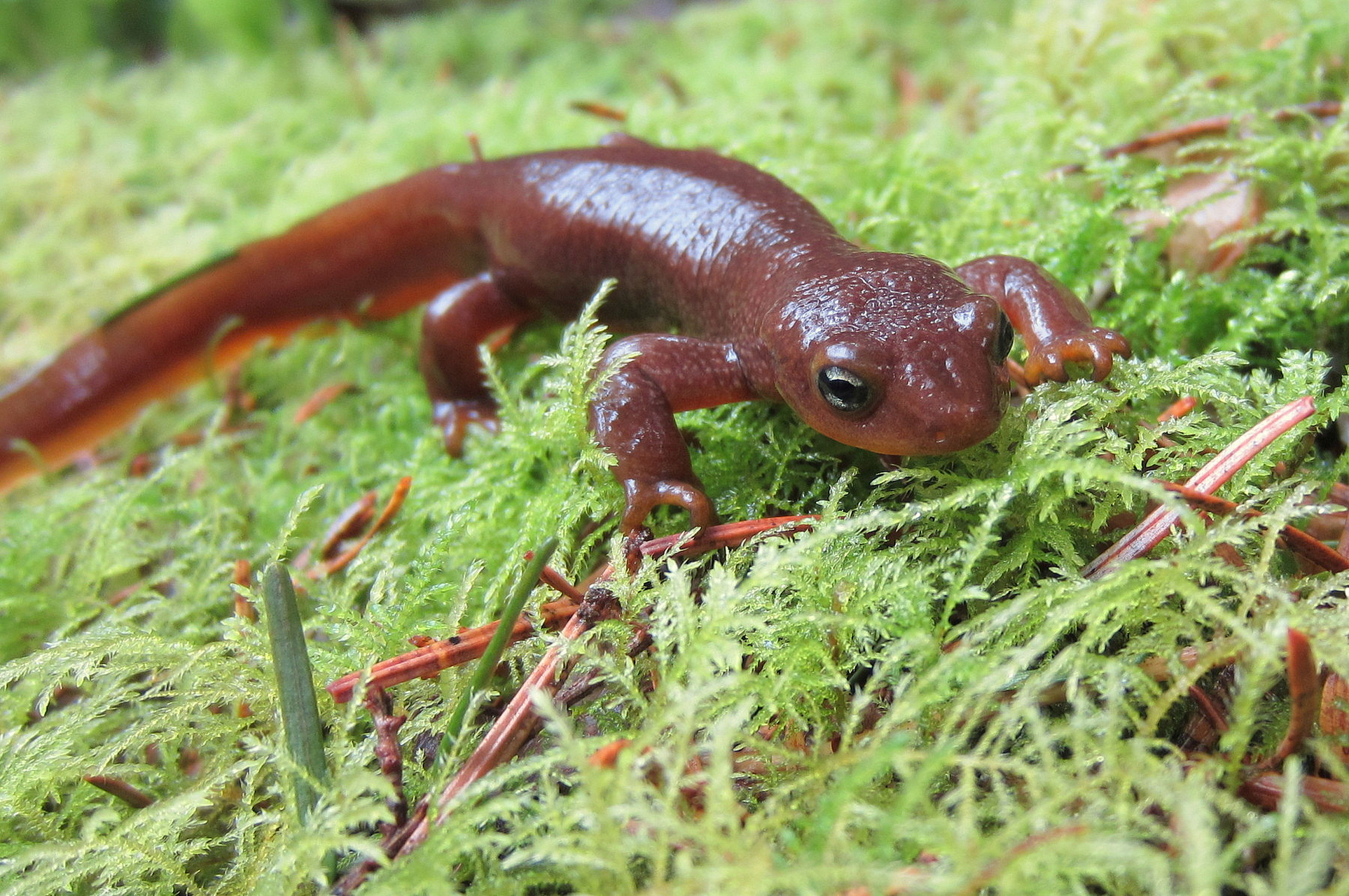 摘要:蝾螈作为生态系统中的关键成员,被归类为不同保护等级以进行管理