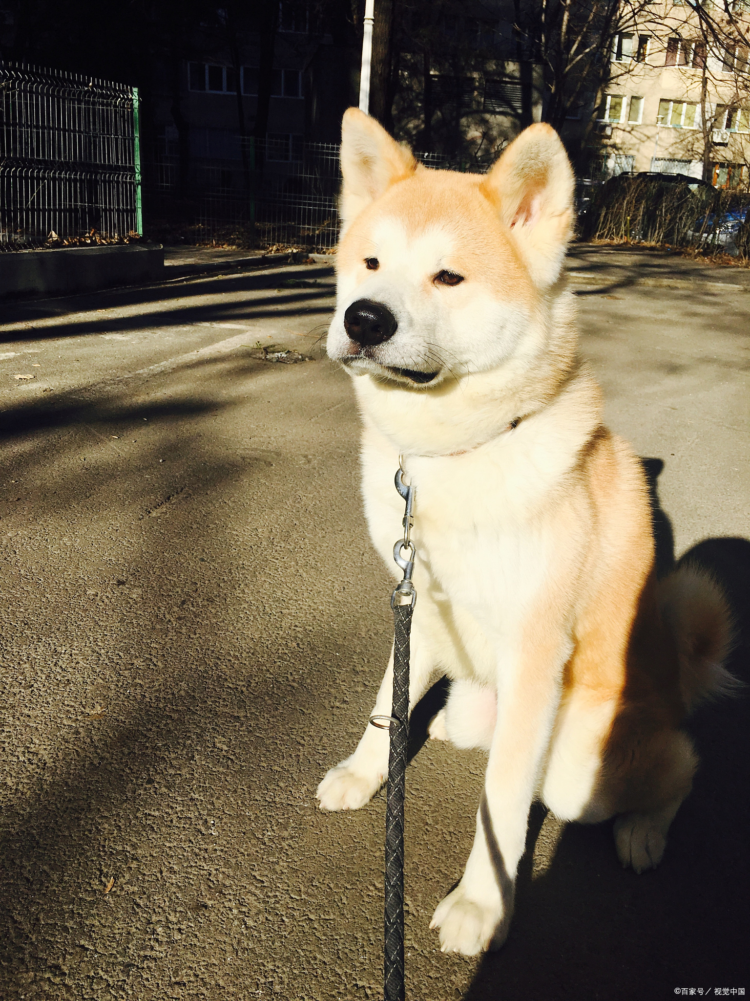 秋田犬的生育与价格