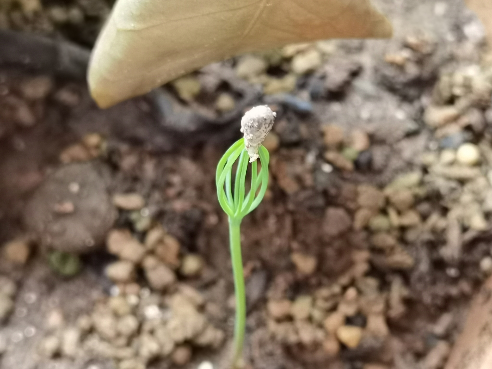 为什么某些植物只在特定气候下生长？