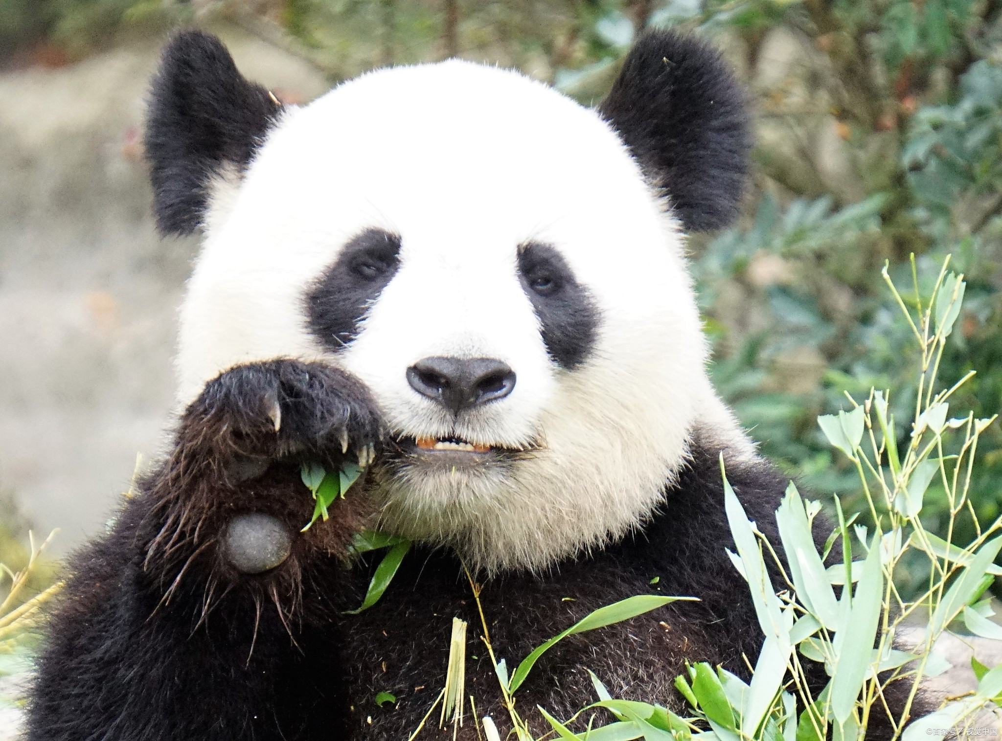旅美大熊猫"丫丫"即将回国