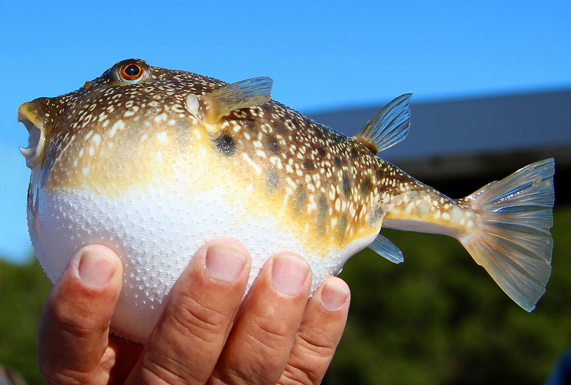 据说有一士大夫请苏东坡品尝河豚,但见他埋头大吃,却不闻赞美之声