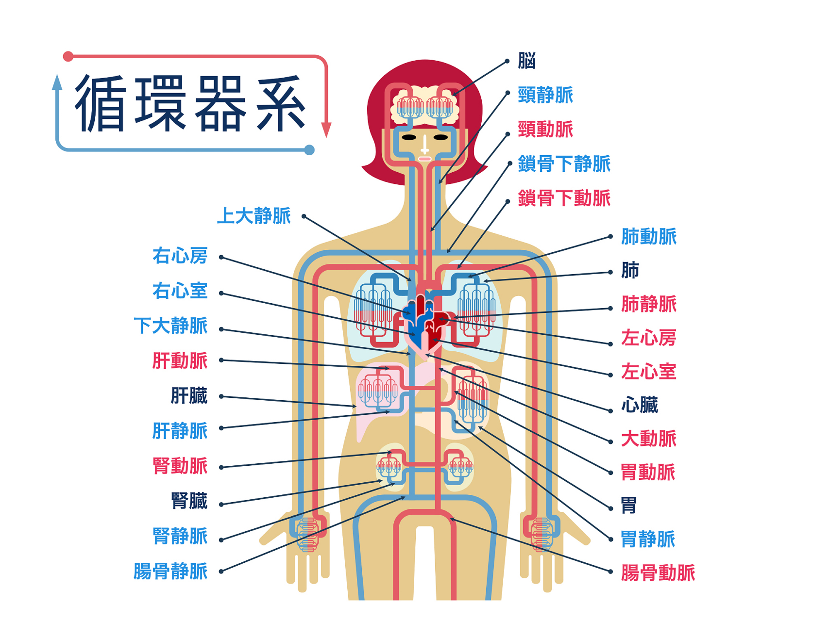 人体八大器官最怕一个字,别再伤害它们了  1,胃——最怕——冷烛无