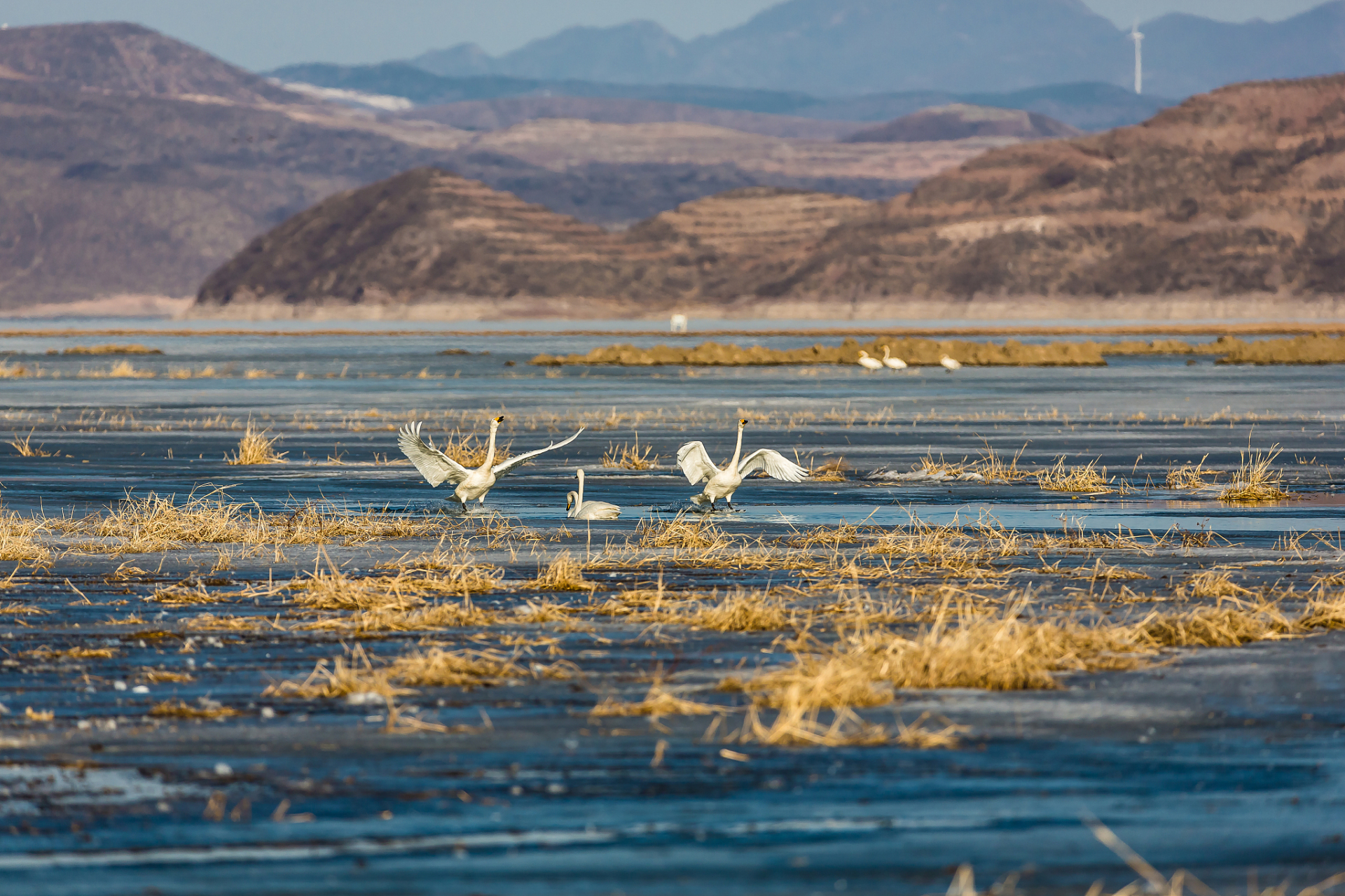 威宁草海,位于贵州毕节,是一个以水面行船和赏花而闻名遐迩的景点.