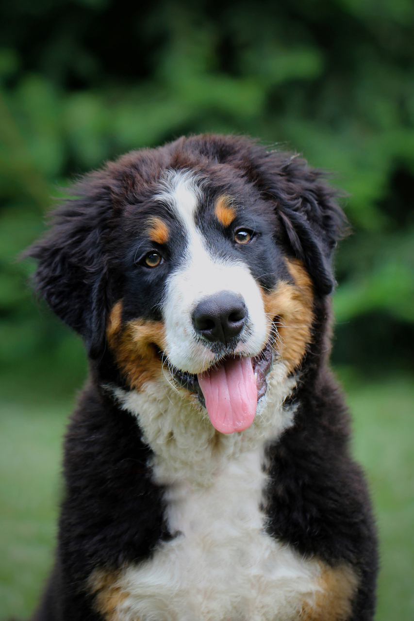 圣伯纳犬是一种大型犬种,其强壮的体格和温顺的性格使它成为人们心目