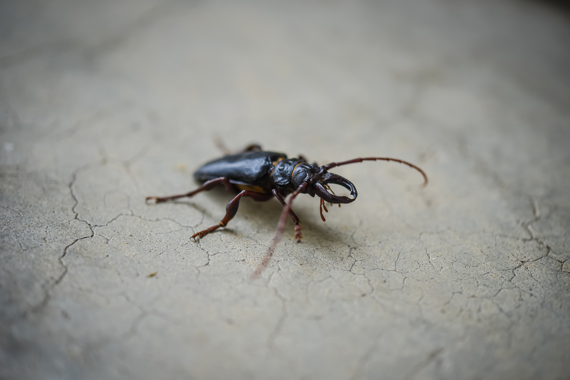 摘要:  红足修猛蚁因其独特外观和行为备受关注,养护需考虑生活习性