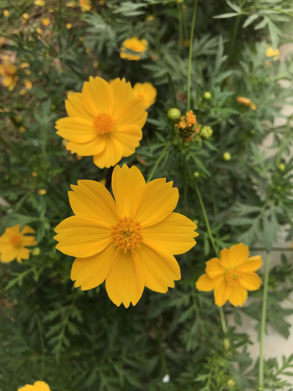 初秋时节菊花香,梁平硫华菊全面绽放,朵朵俏丽花朵,汇成一片海洋,美不