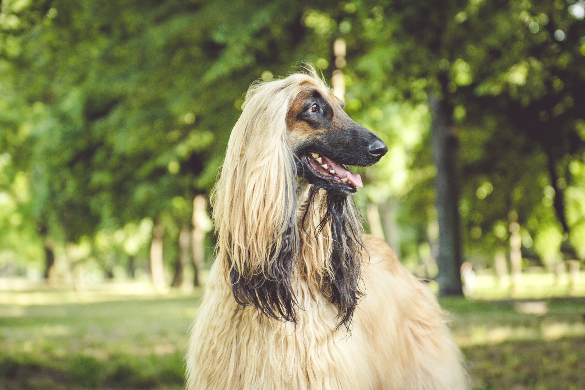 阿富汗牧羊犬价格图片