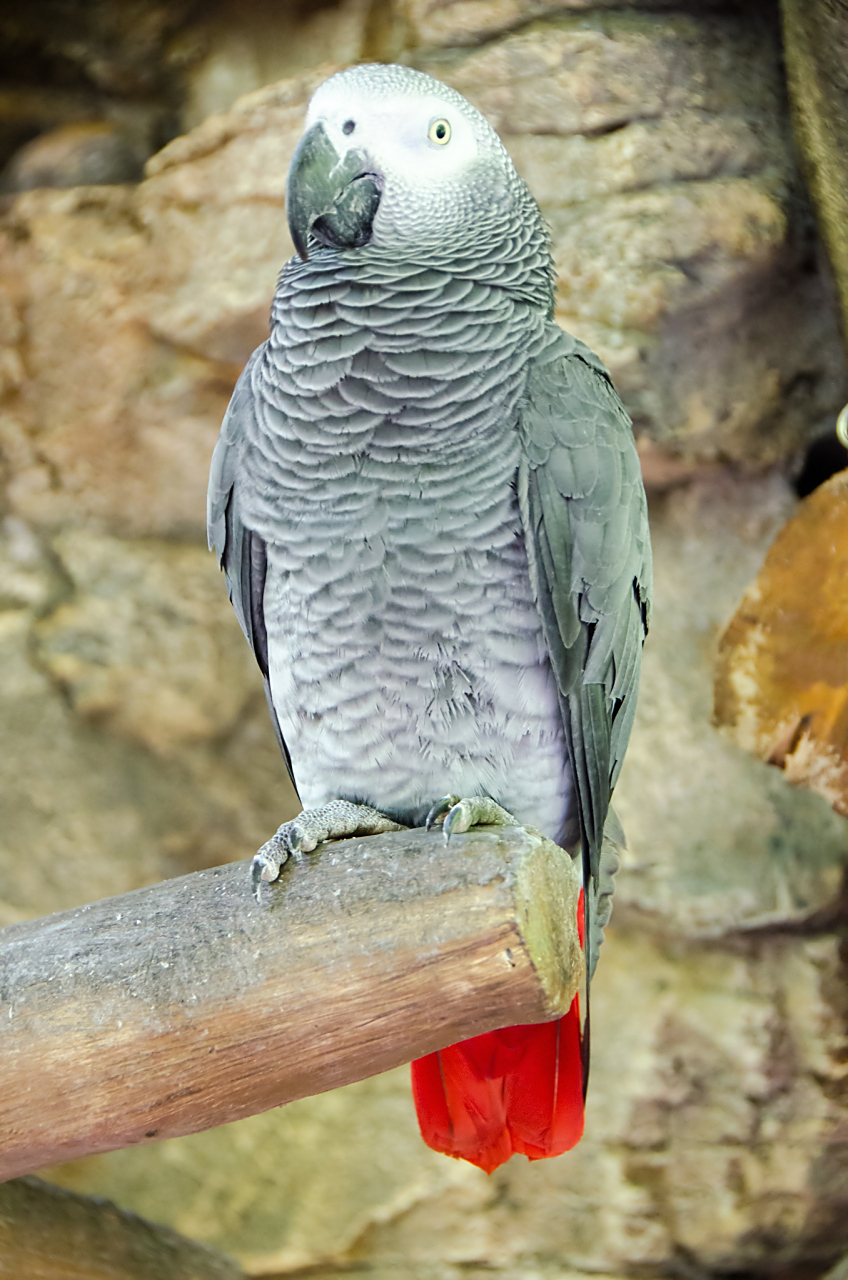 非洲灰鹦鹉,作为一种极其聪明且富有灵性的鸟类,近年来在国内的宠物