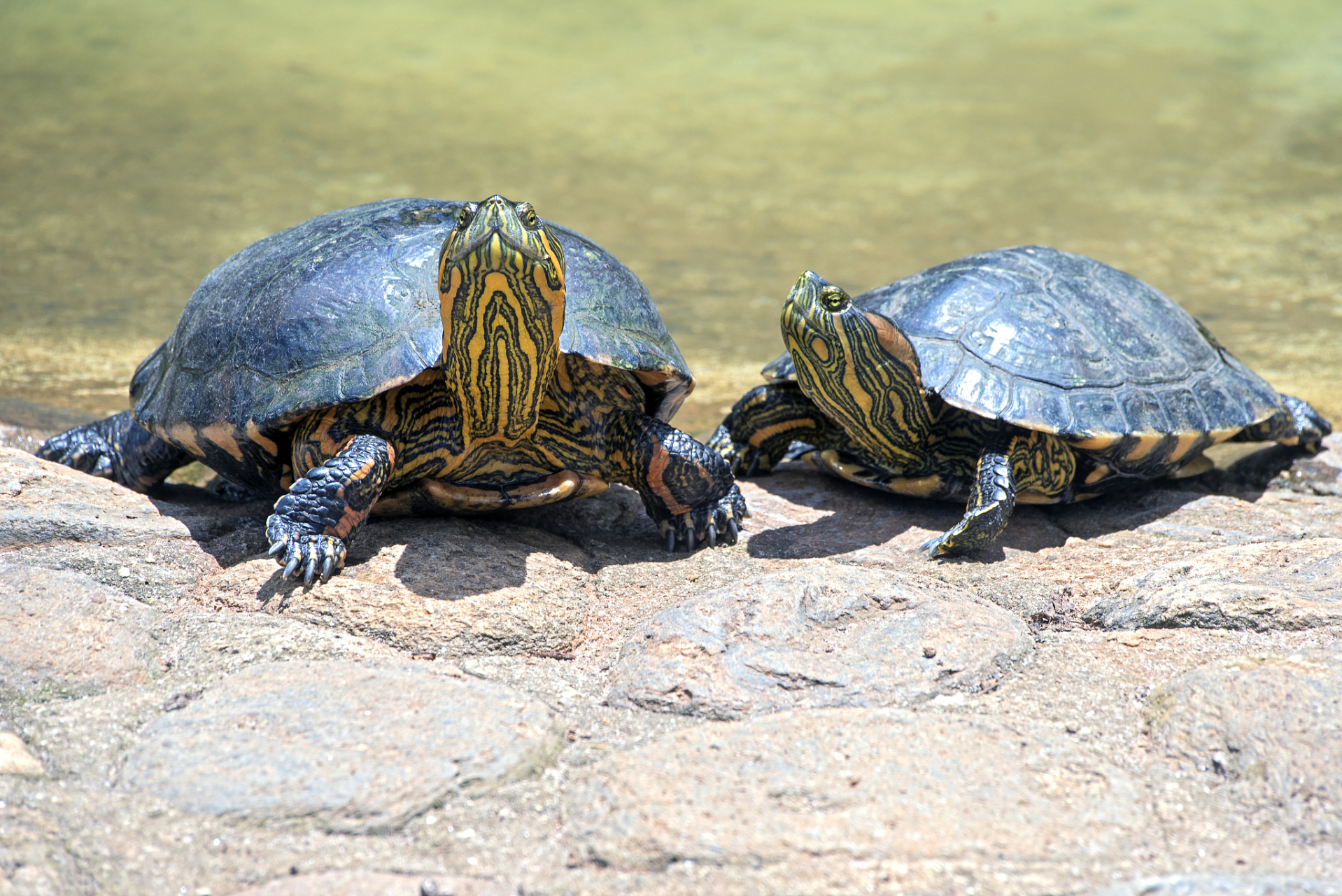 [原文:养巴西龟要放多少水?巴西.