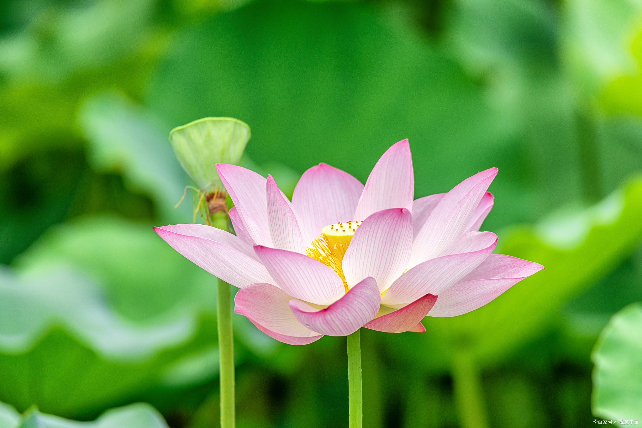 荷花开如仙女散花一般的美丽,大家一起来投"仙女散花"一票吧!
