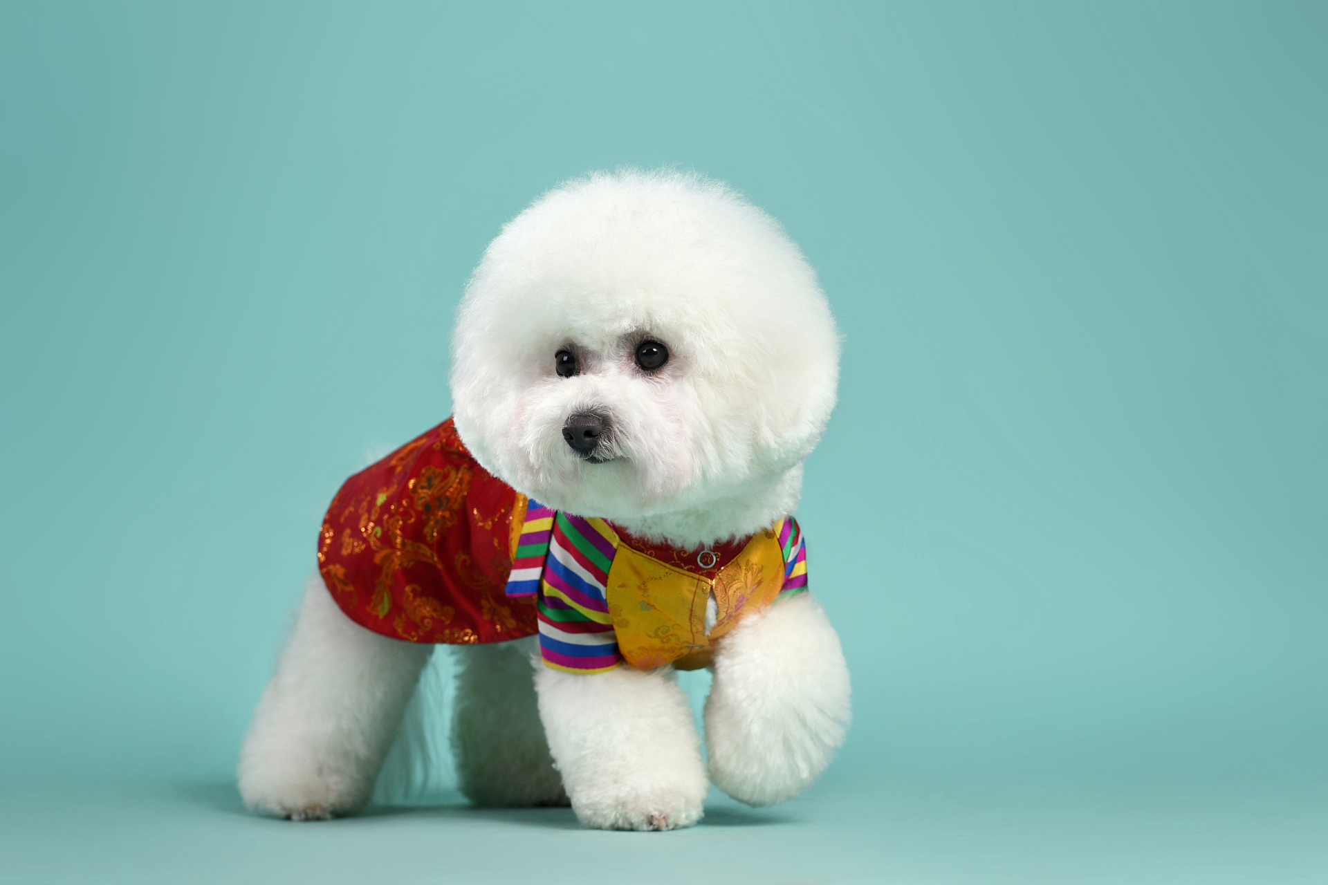 比熊天生泪腺发达,本来就是容易有泪痕的狗狗,想让比熊漂漂亮亮的