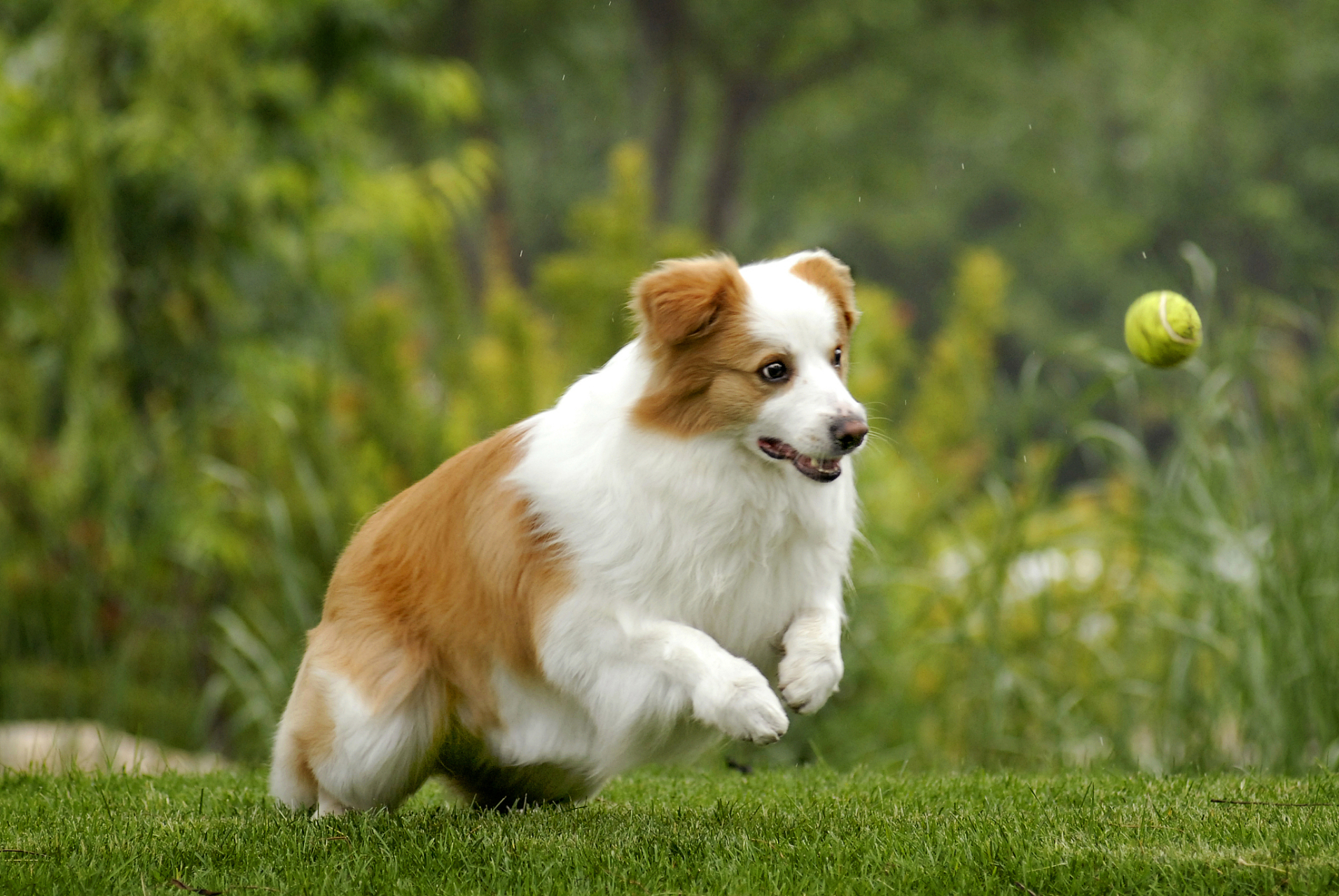 金色边牧并不是串狗,它是边境牧羊犬的一种颜色变异品种.
