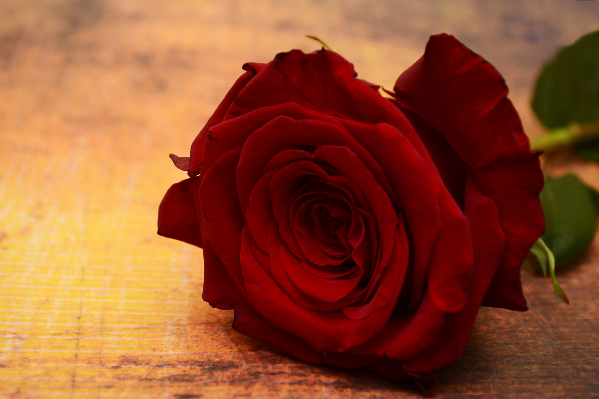 红玫瑰的花语因文化,地区和个人背景而异,多用于表达爱情和浪漫,也可