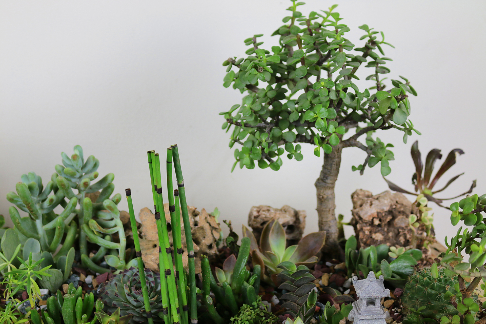 动态创作月# #盆景# 有灵性的花之吸财树开花 吸财树就是筒叶花月,市