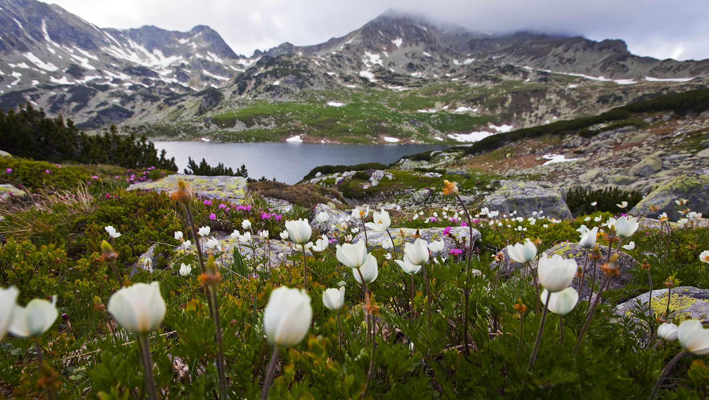 奇遇那拉提#新疆那拉提雪莲谷是一处以高山秀丽的自然风光为主题的