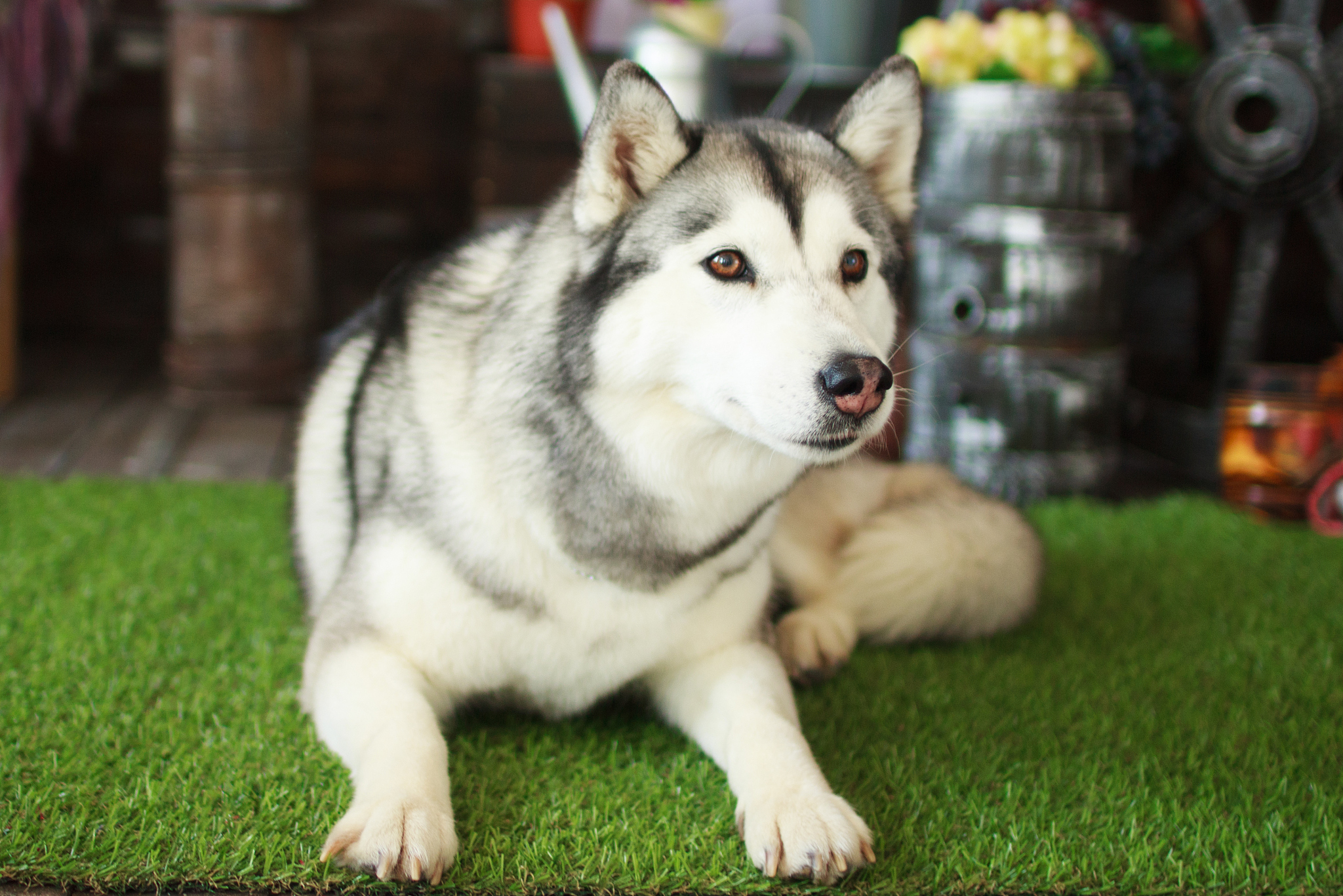 对主人最不忠心的5种狗包括:  1 萨摩耶 萨摩耶以其"微笑天使"的称号