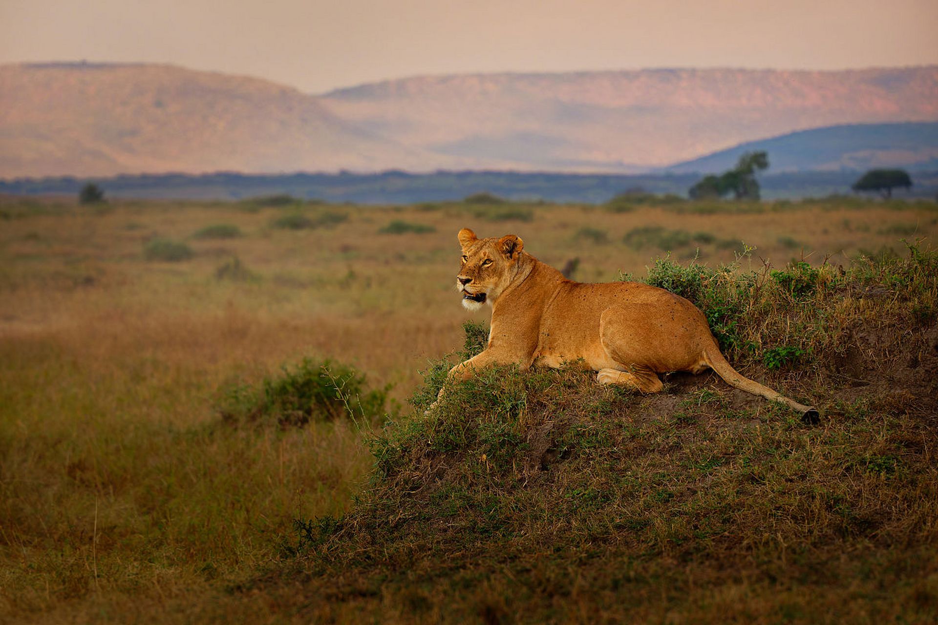 狮子在非洲草原上被誉为"动物之王",凭借团结的力量,守护家园的决心