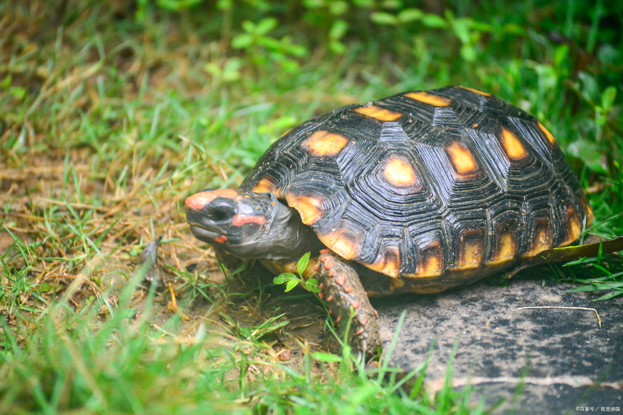 巴西龟能深水养吗?