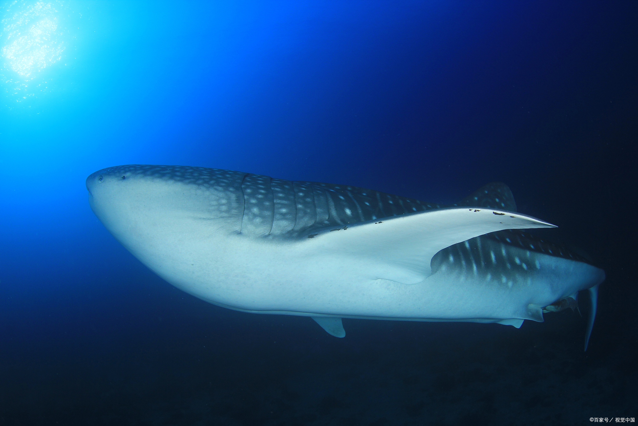 鲸鲨可以在家养吗