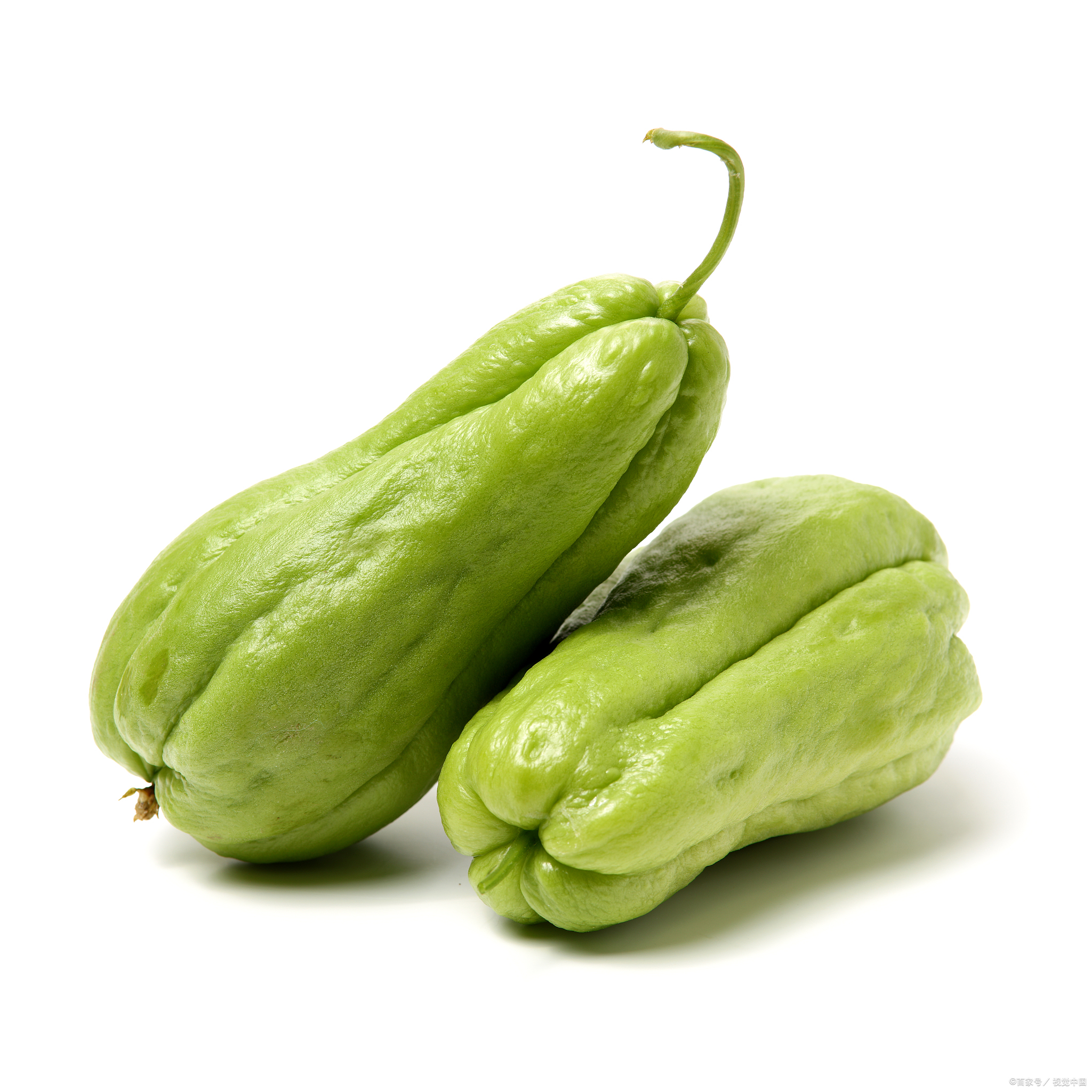 从零开始学佛手瓜种植:实用技巧让你轻松拥有丰收的佛手瓜!