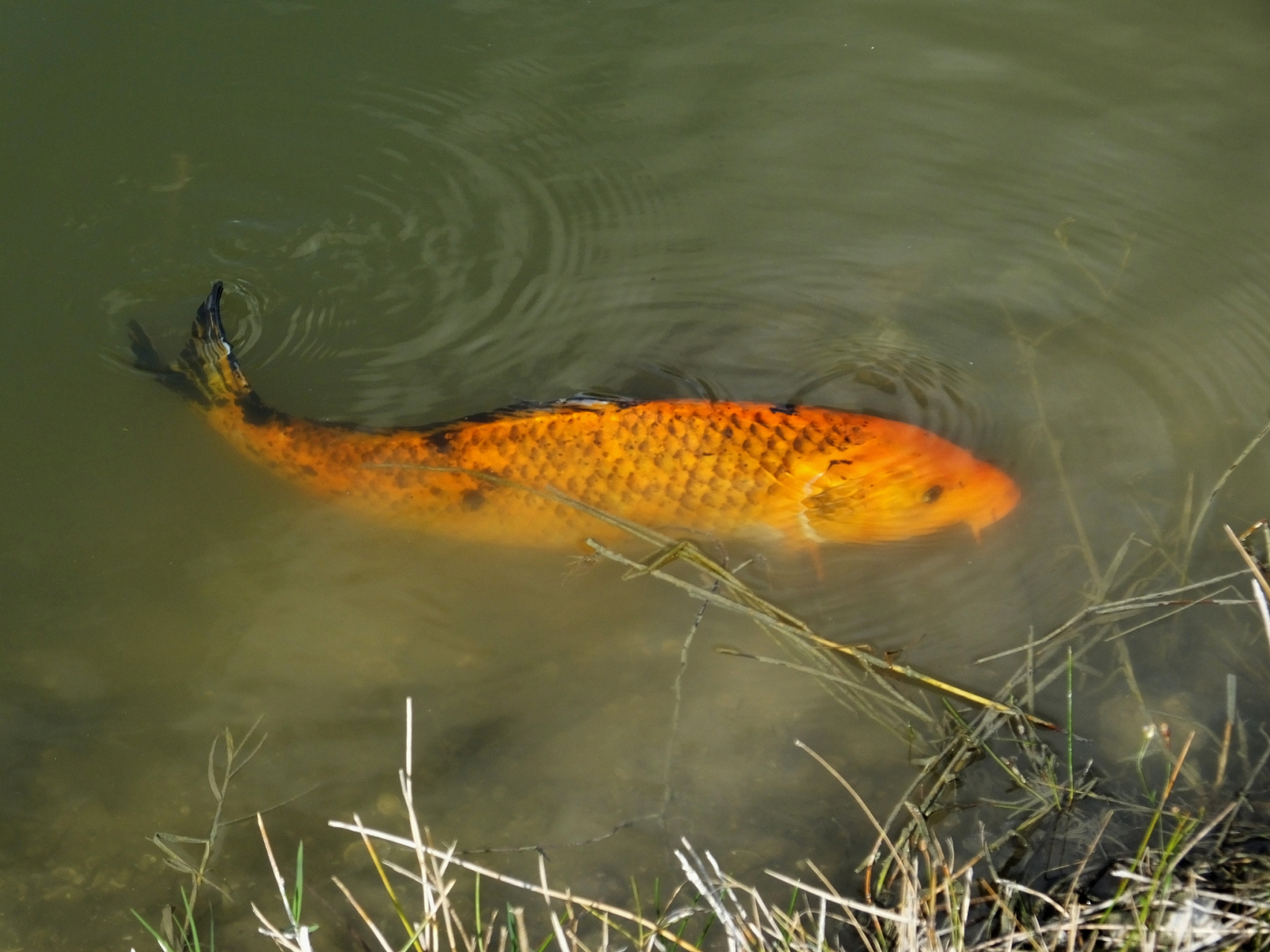 黄河大鲤鱼,为何说是中国最"委屈"的淡水鱼?