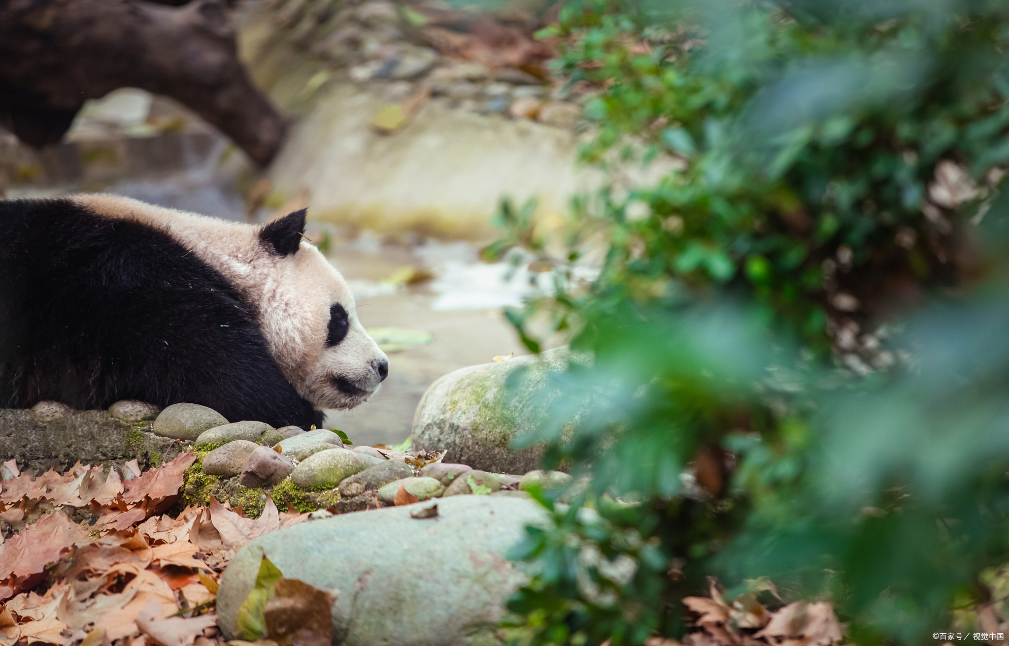 珍稀动物大熊猫,生活习性,文化意义
