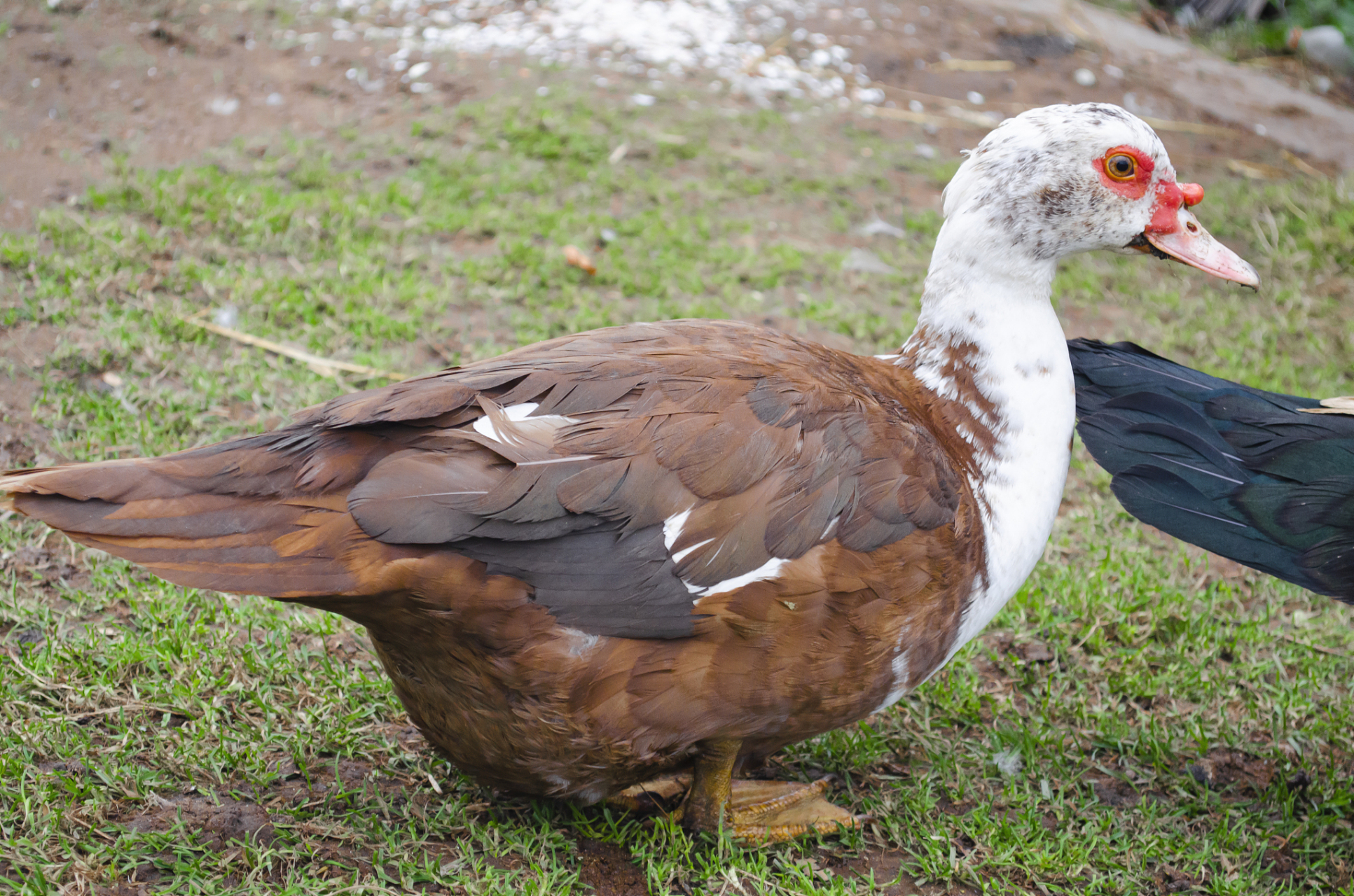 黄骨鱼室内养殖面积一般为10-20平方米,自制蔬菜杀虫剂有九种方法
