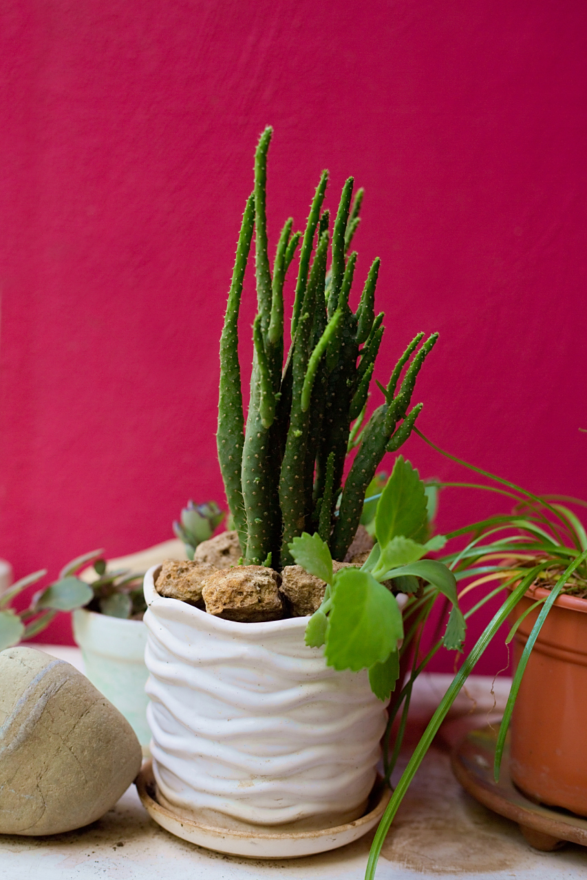 量天尺是一种南方常见的观赏植物,需要掌握正确的养殖方法和注意事项