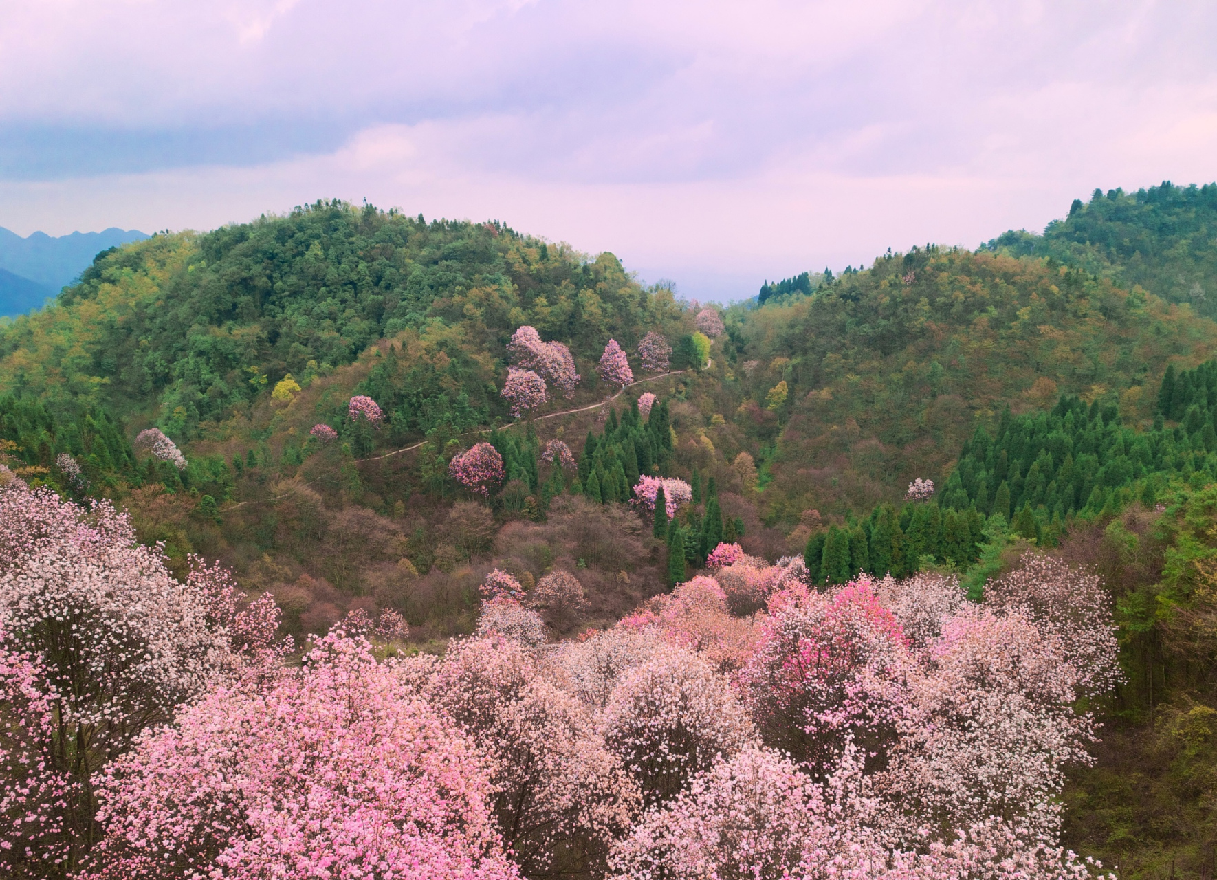 贵州梅花山,位于中国贵州省石阡县,是一座迷人的旅游胜地.