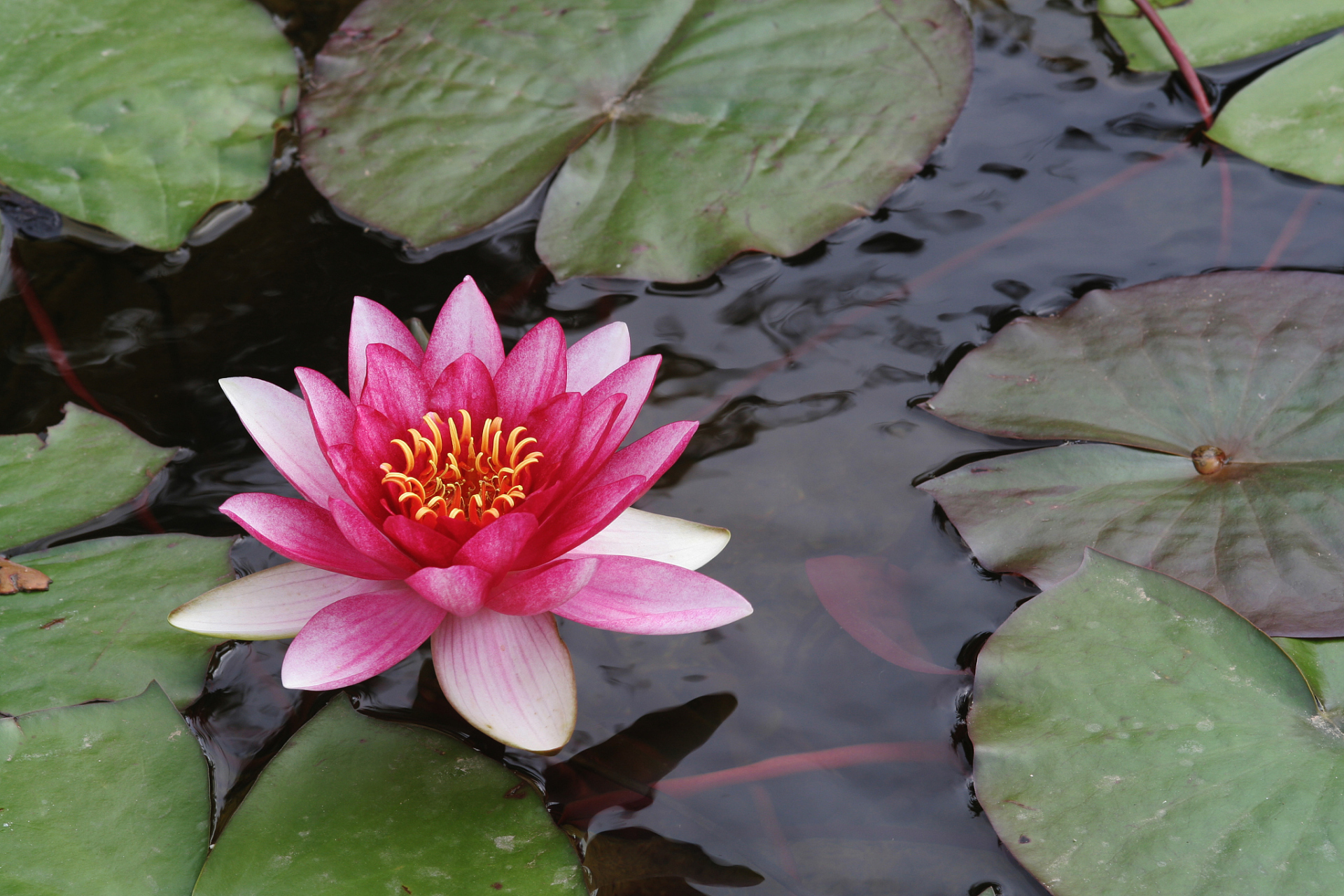 栽种睡莲有两种常见的方法,分别是种子繁殖和块茎繁殖.  1.