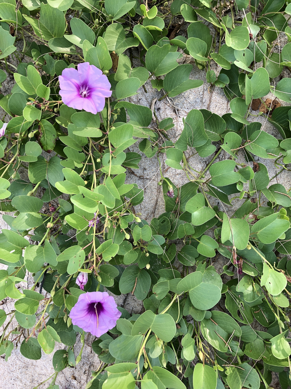 牵牛子,形状似橘瓣一般,表面灰黑色或淡黄白色,背面有一条浅浅的纵沟