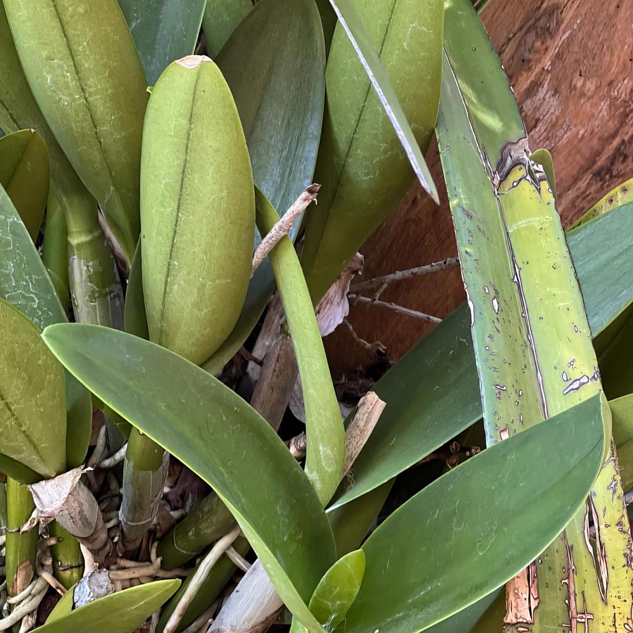 青纹竹芋是备受瞩目的植物明星,具有独特叶纹和华美外观.