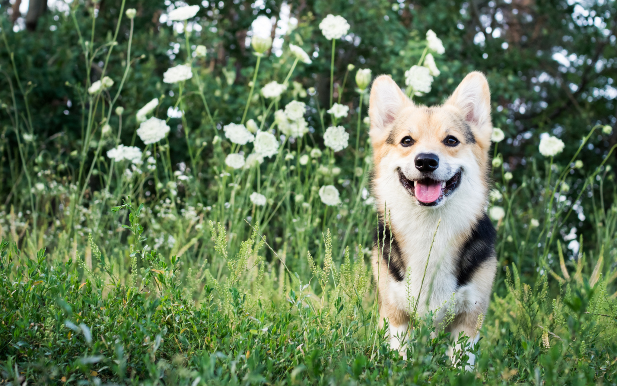 最小的牧羊犬图片