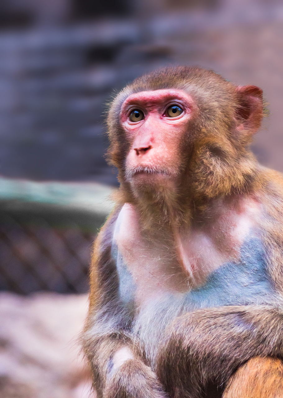 这句话啥意思?ill be monkeys uncle 猴子的叔叔?