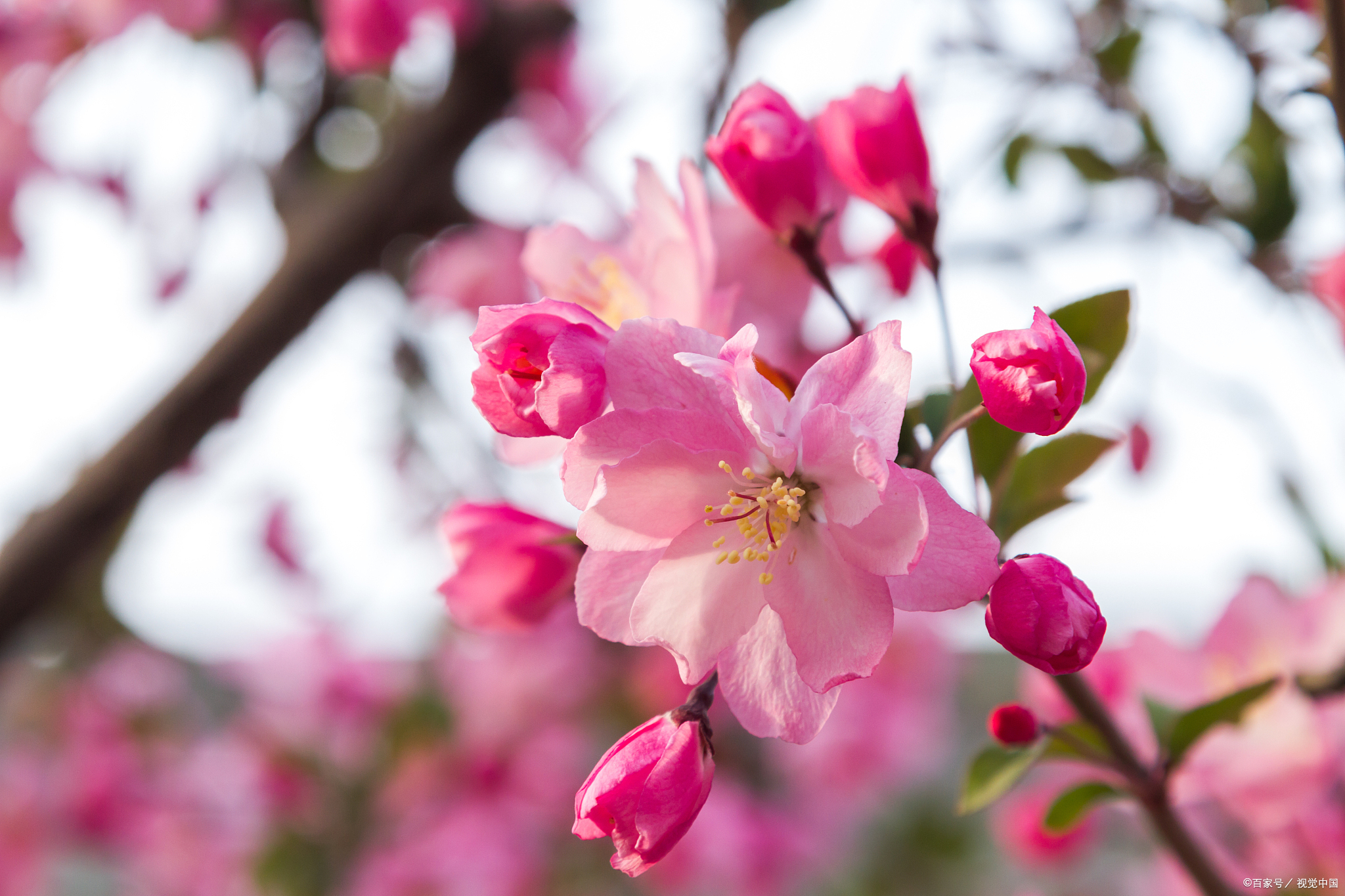 海棠花下,谁倾诉衷肠,谁书写流年,谁又不忍花落,与东风相约:愿做海棠