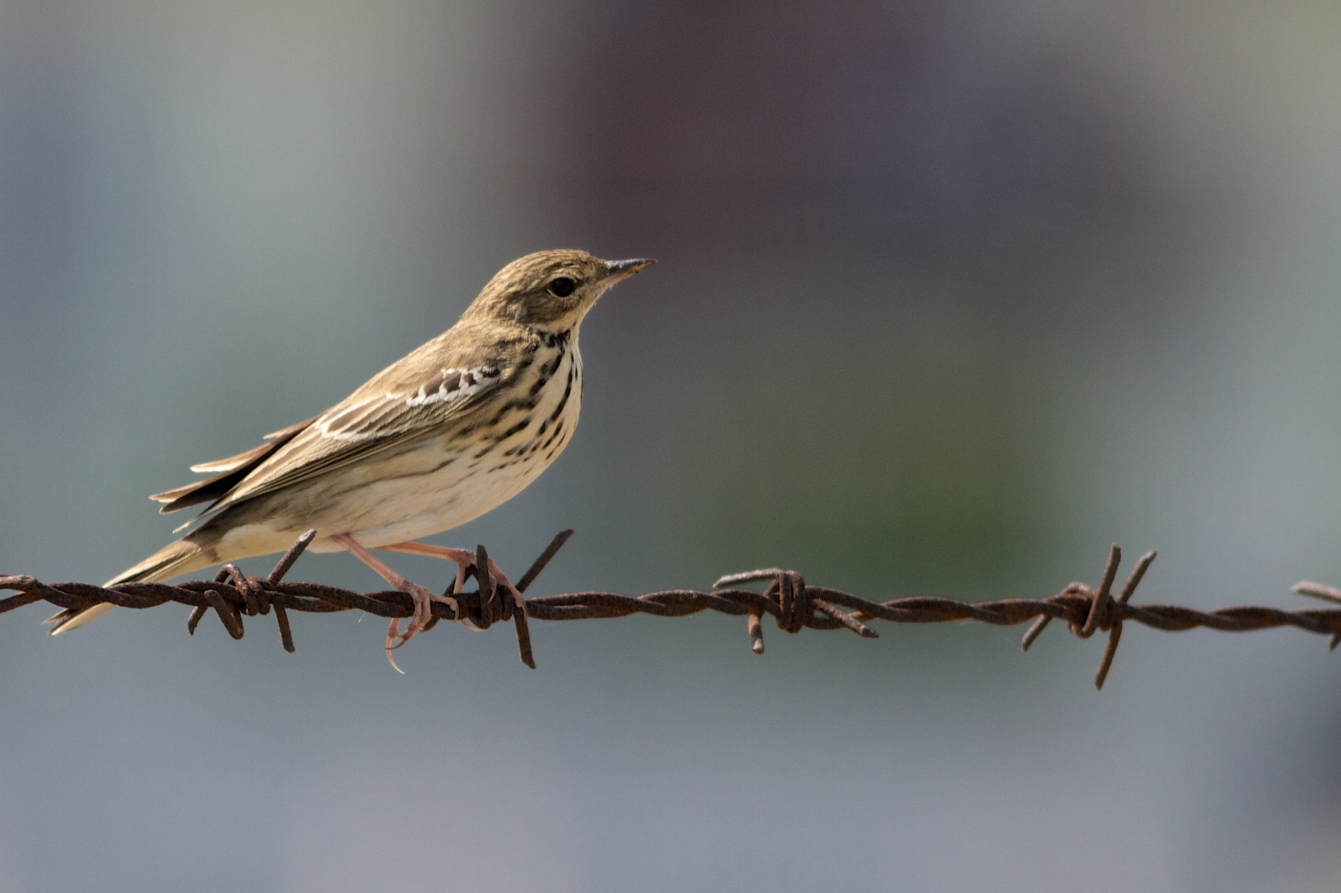 摘要:百灵鸟是一种活泼可爱的鹦鹉,驯化和训练需要耐心,温和和渐进的