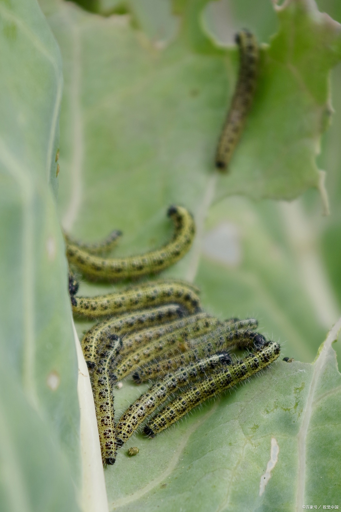 黄杨绢叶螟的发生与防治