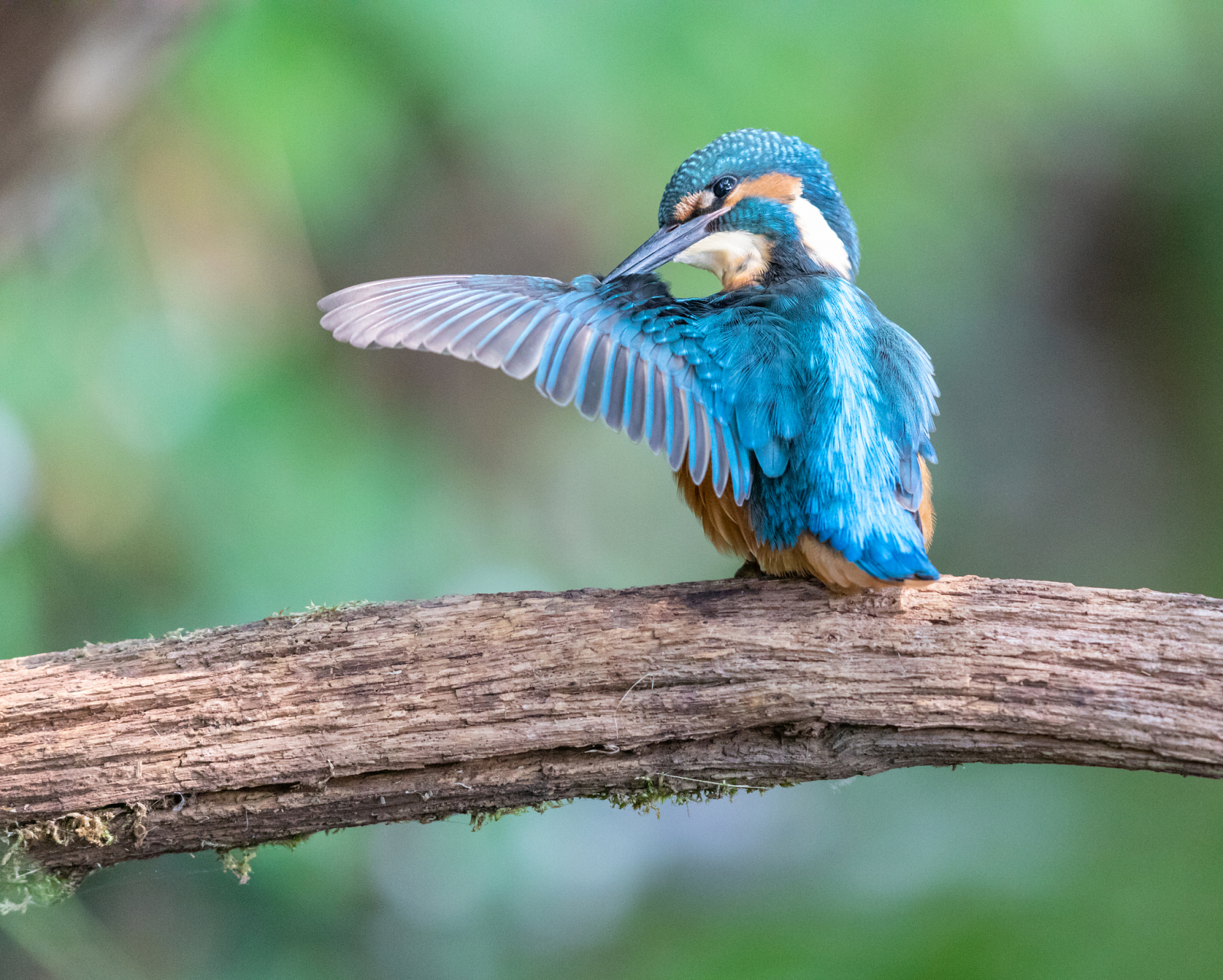 成语故事:一视同仁的小鸟,小蓝的帮助之旅  在一个遥远的森林里,住着