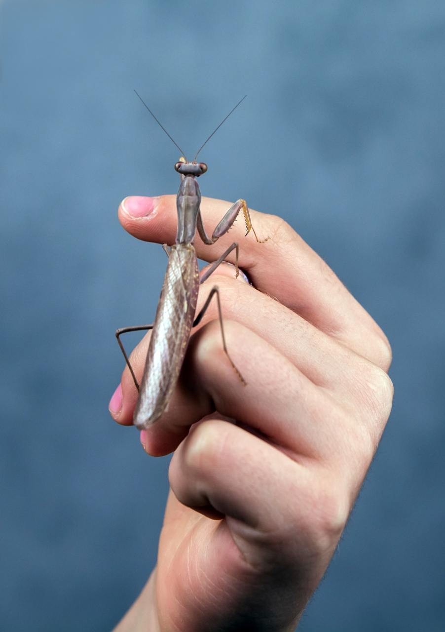 在受到威胁时,螳螂会采取防御措施,如逃跑或释放化学物质.