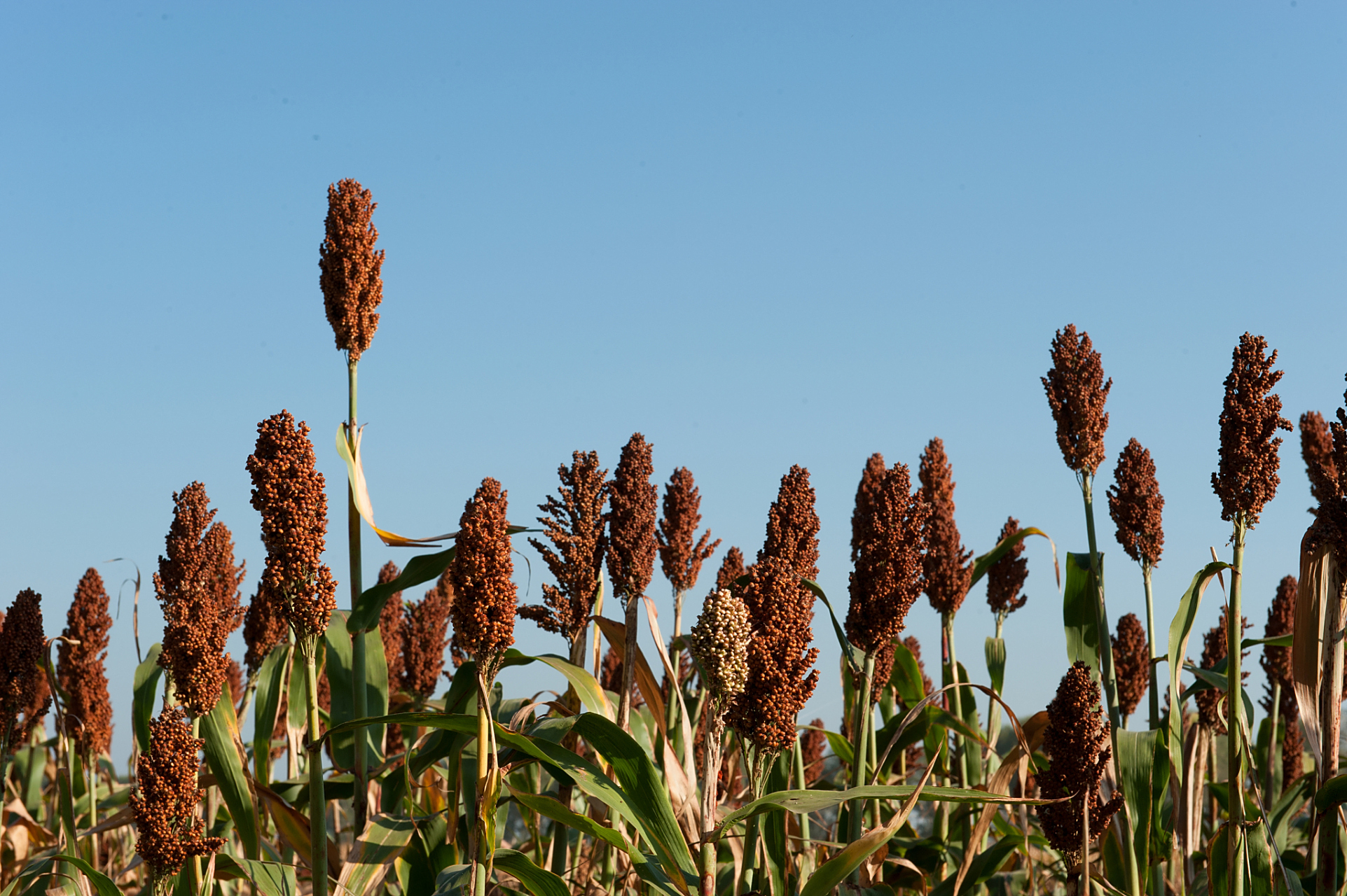 在秋天,田地里的庄稼已经成熟,包括玉米,小麦,大豆,高粱等等.