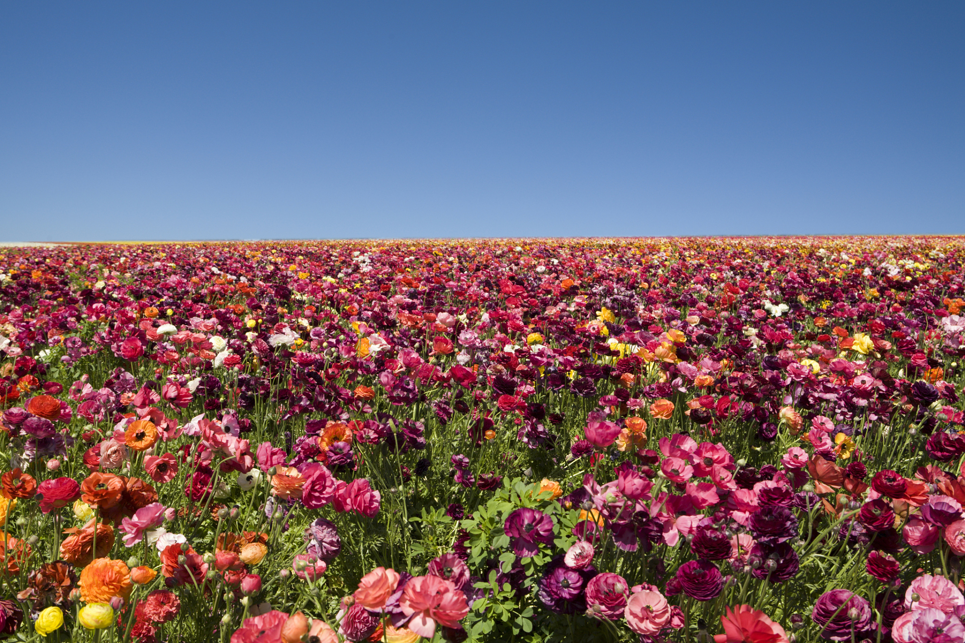 沙漠花海景区,这个充满魔力的地方,正等待着你来探索它的神