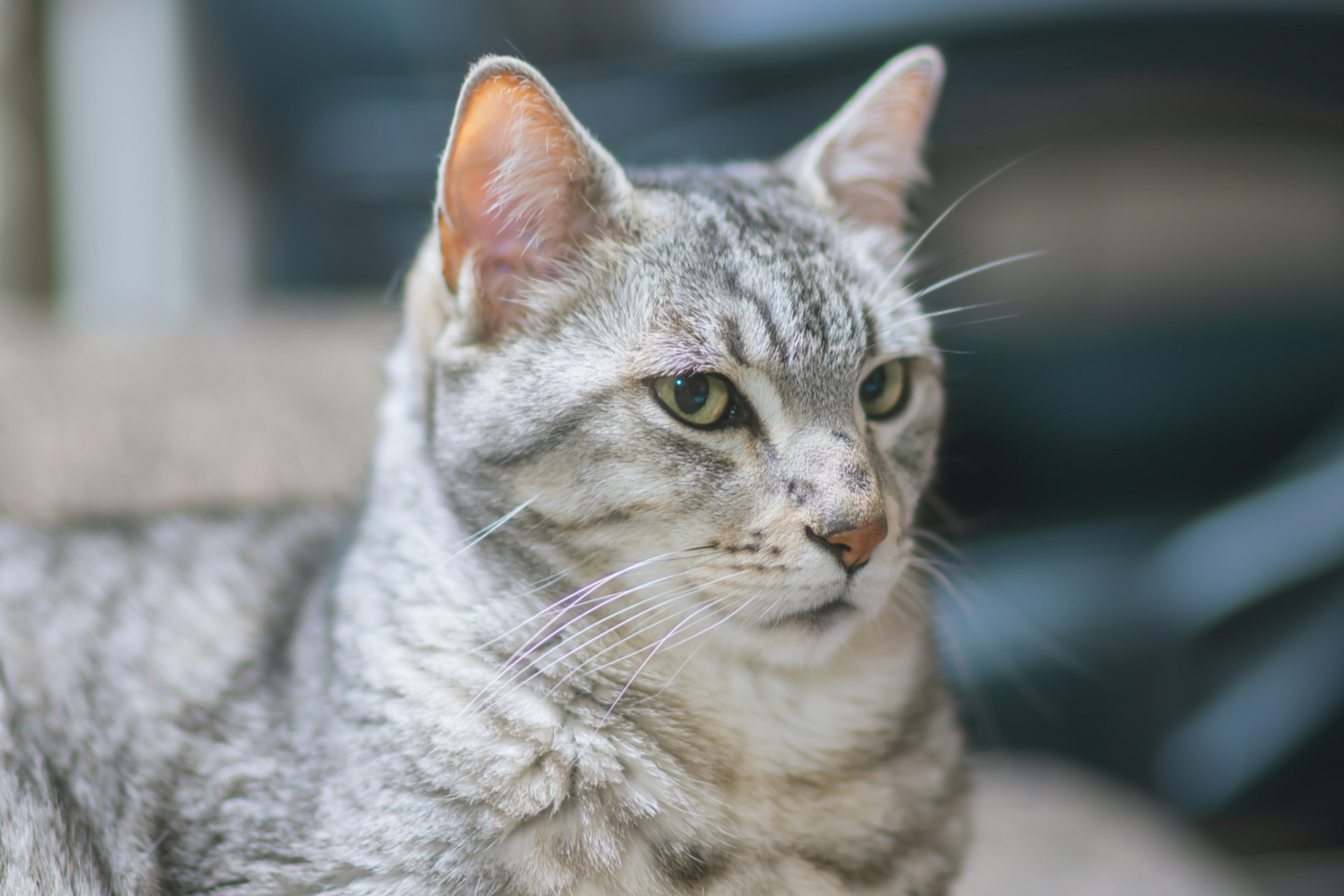 埃及猫,独具慧眼聪明绝顶!独立不羁又活力四溢.