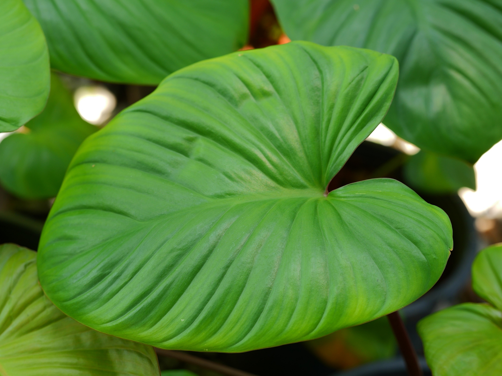 海芋是一种常见的观赏植物,由于其美丽的叶子和适应力强的特点,很适合