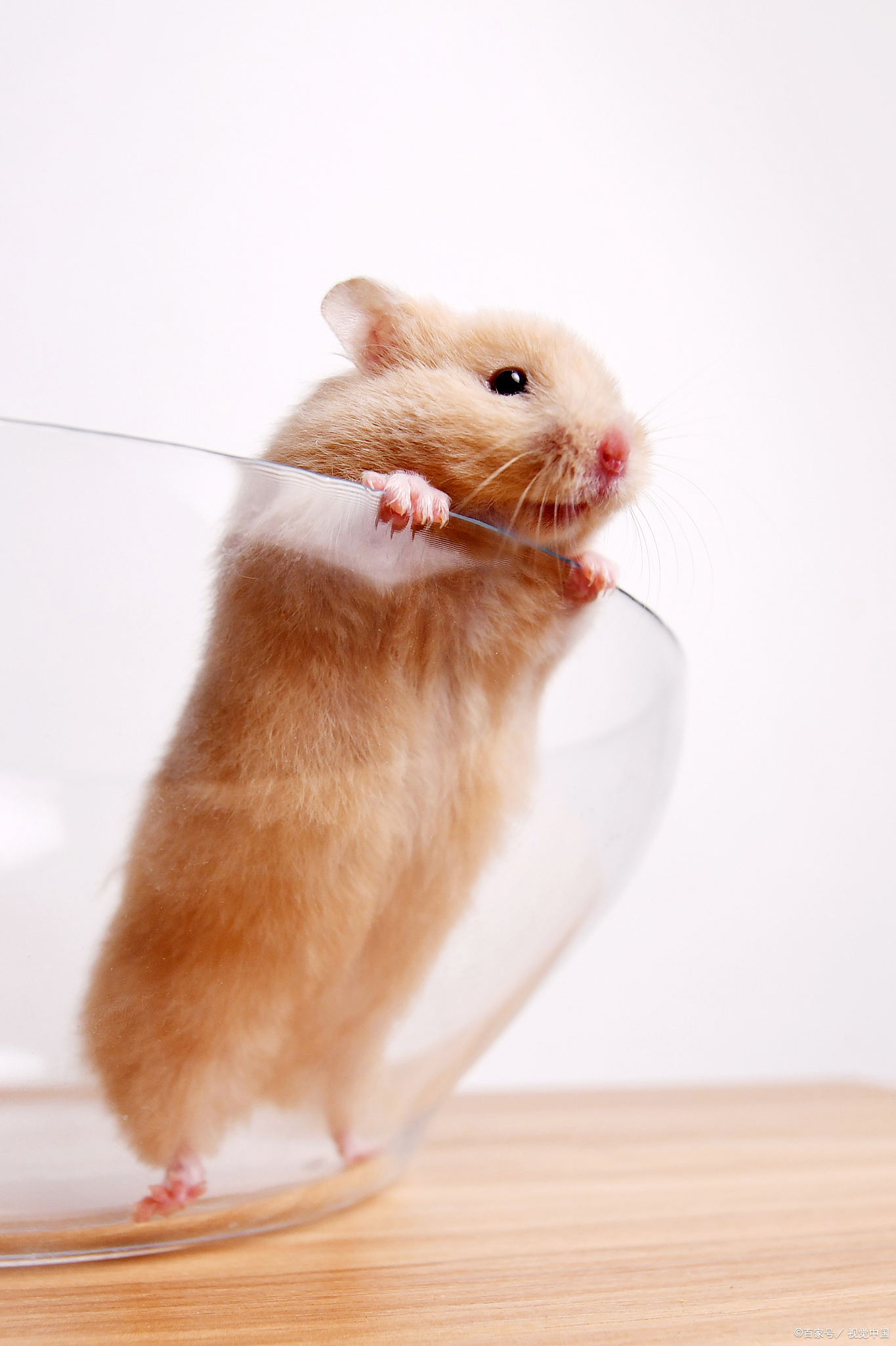 仓鼠,作为众多宠物爱好者钟爱的萌宠,它们的活泼可爱无疑为我们的生活