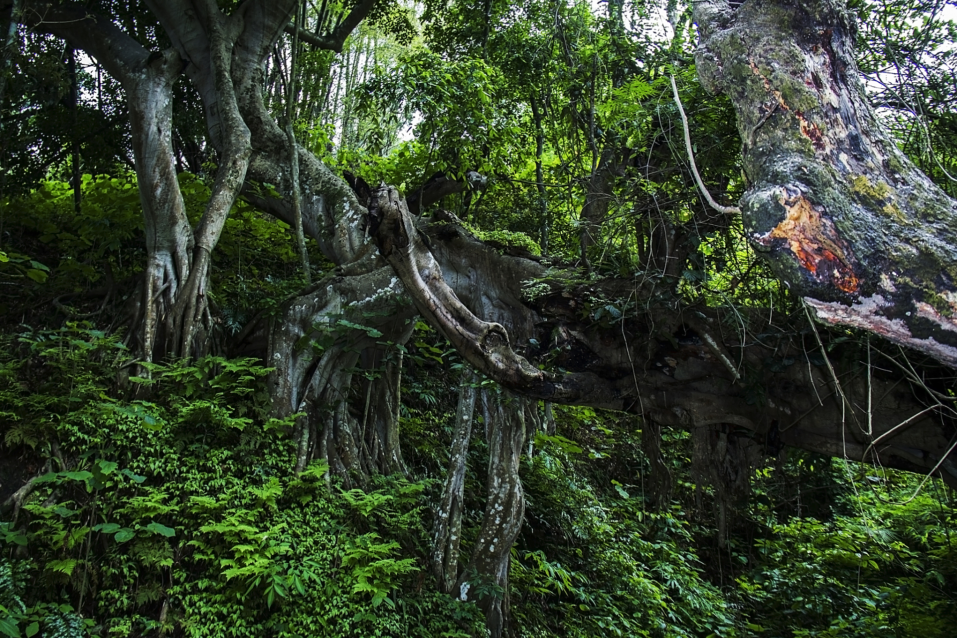 奔赴春天的旅行# 位于芒市的独树成林景区,是一处自然风光旖旎,生态