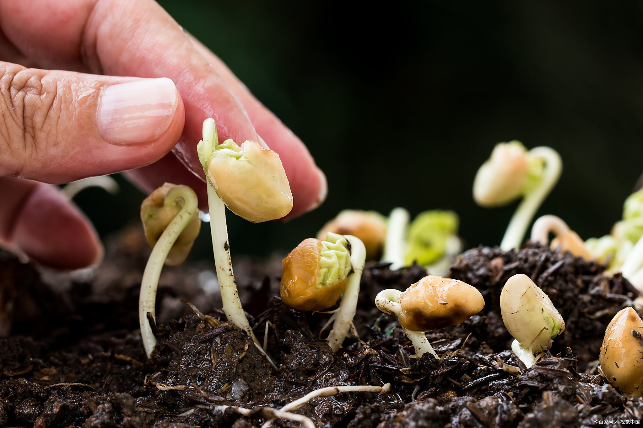 花生的种子在什么样的条件下才会发芽,花生发芽条件