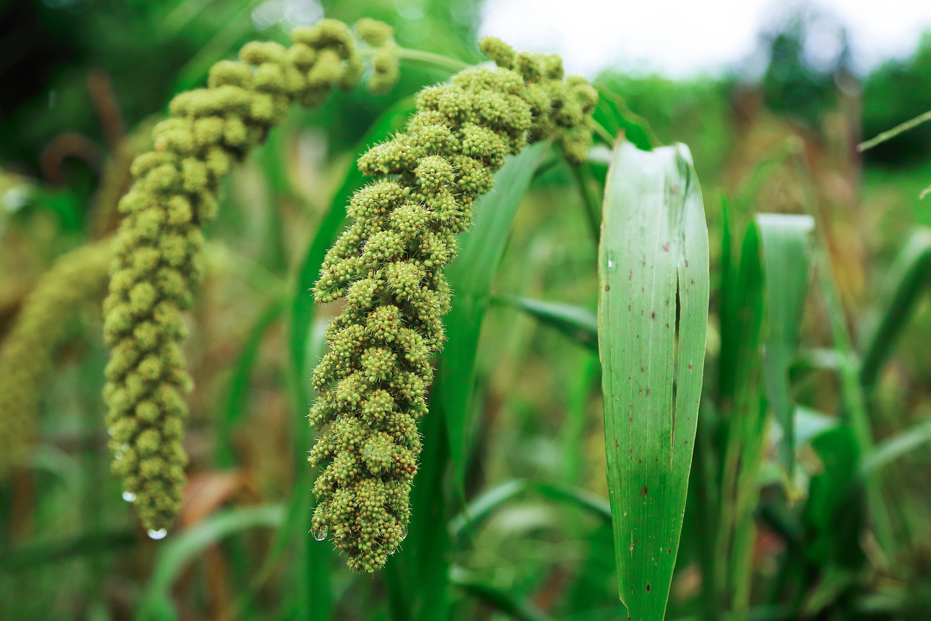 生命越成熟,越懂得低调,就像饱满的稻穗,头越垂越低,生命越沉越重.