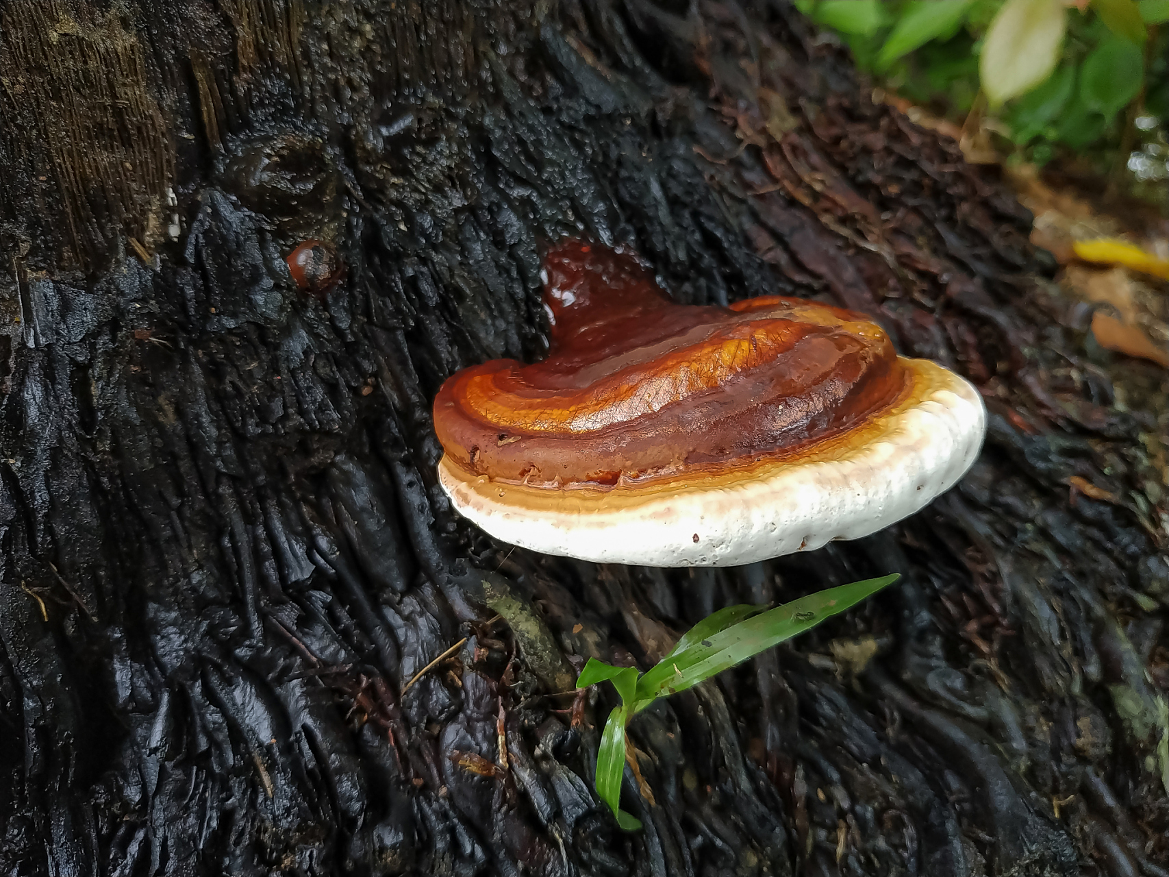 目前常用的药食同源灵芝是赤灵芝和紫灵芝,都有完整的菌盖和菌柄.