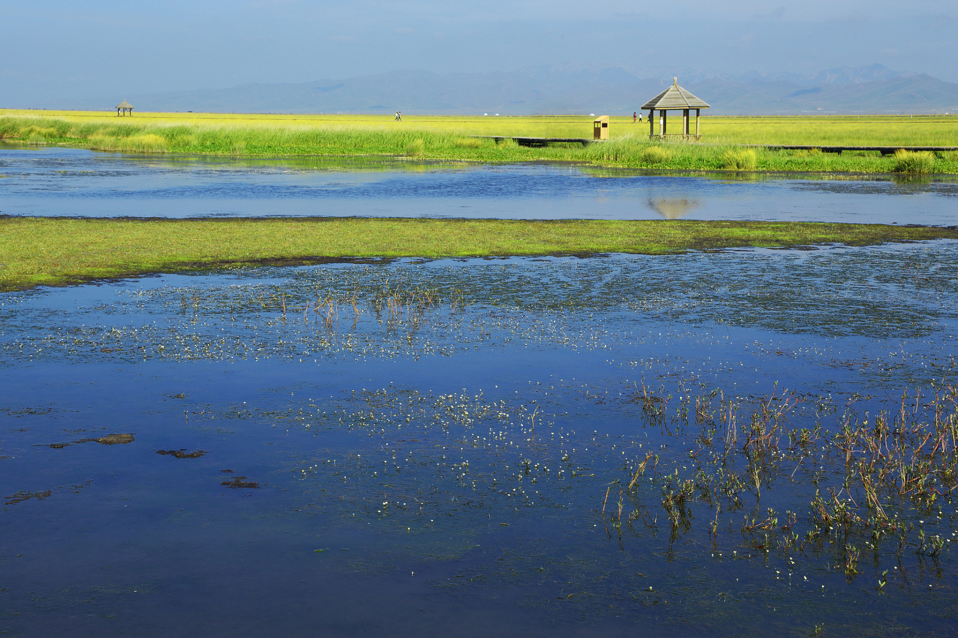 镜头里的春天# 春季旅游威宁草海,一个充满生机与活力的湿地生态系统