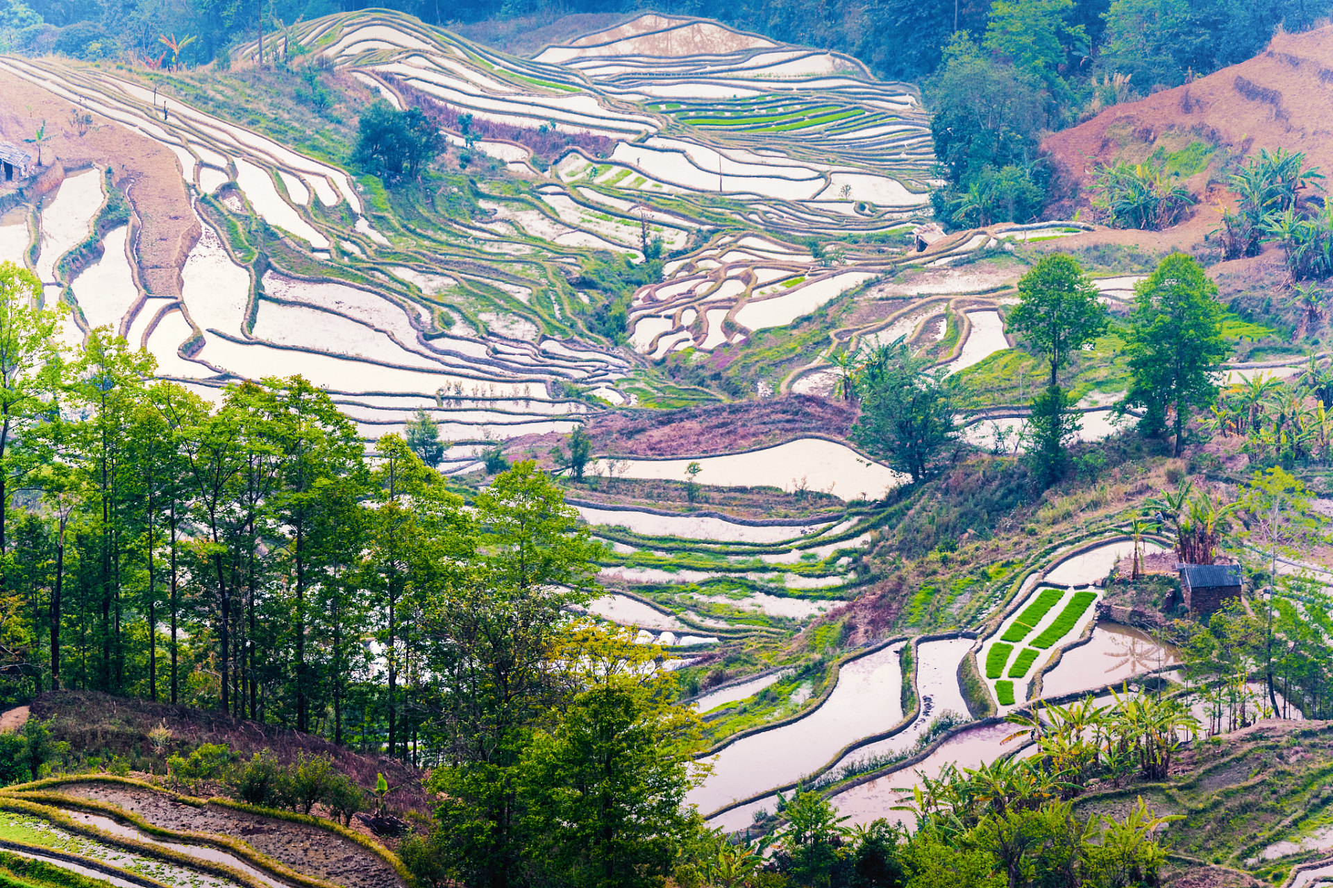 元阳梯田景区在哪里图片